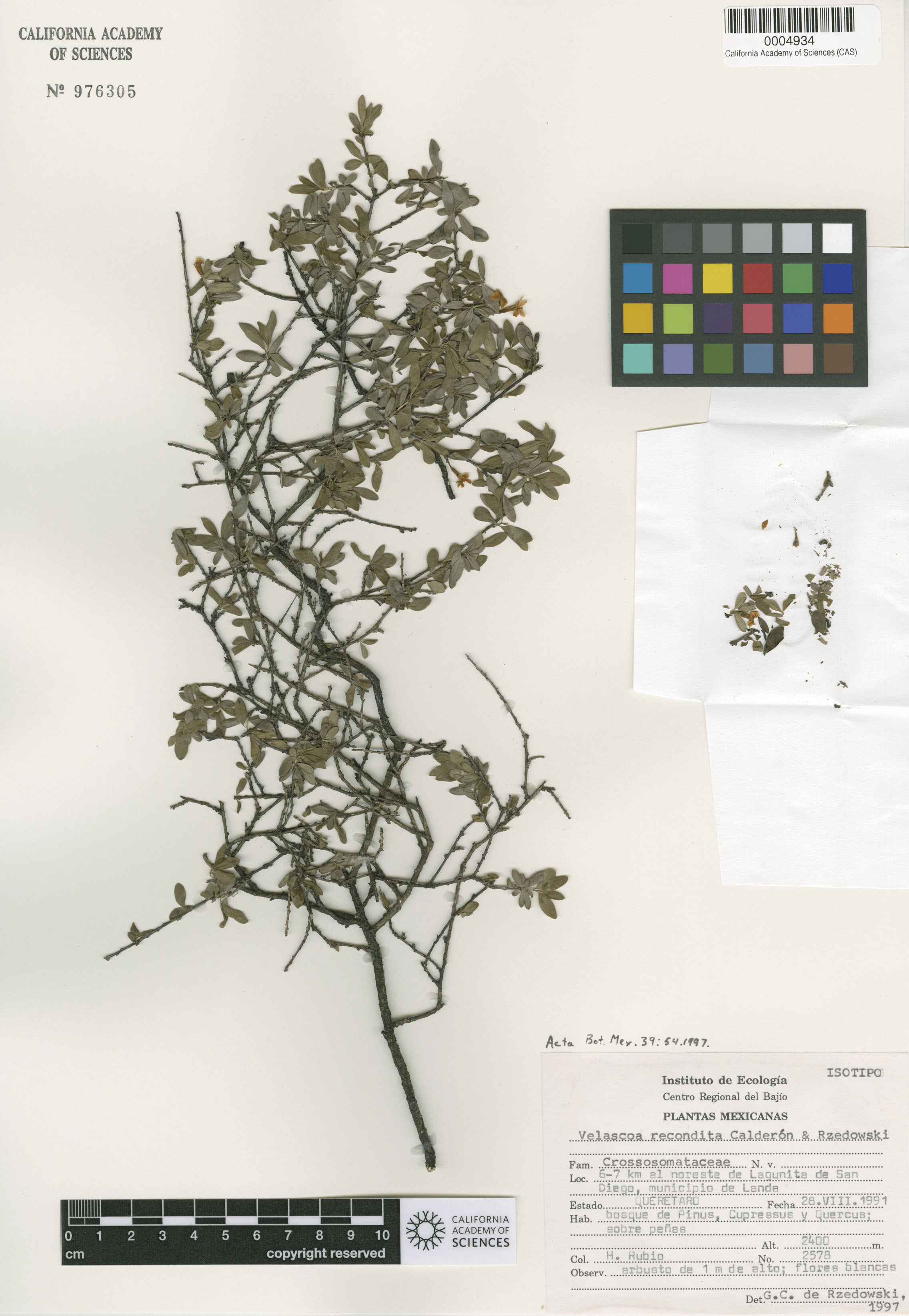 Velascoa recondita image