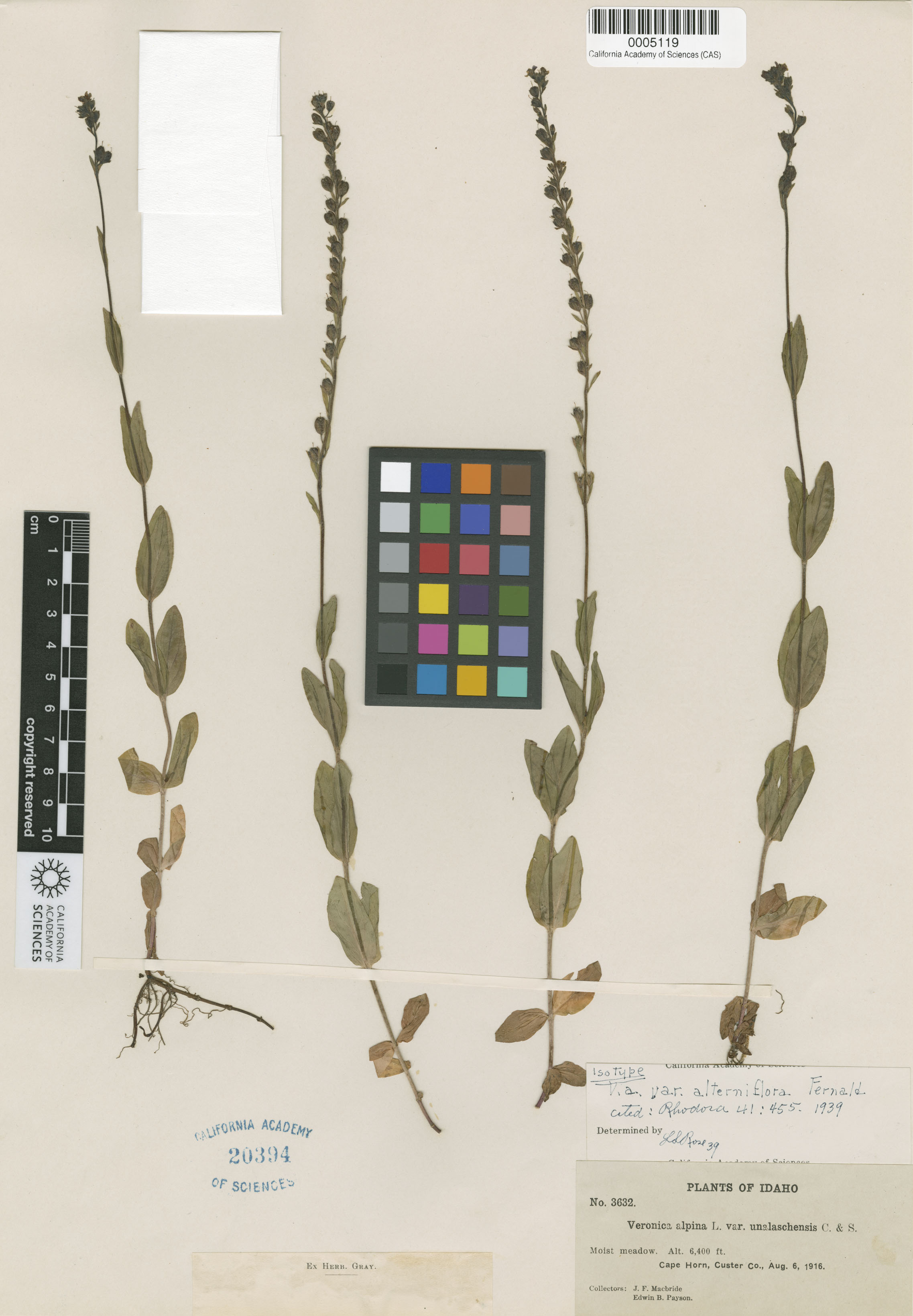 Veronica wormskjoldii image