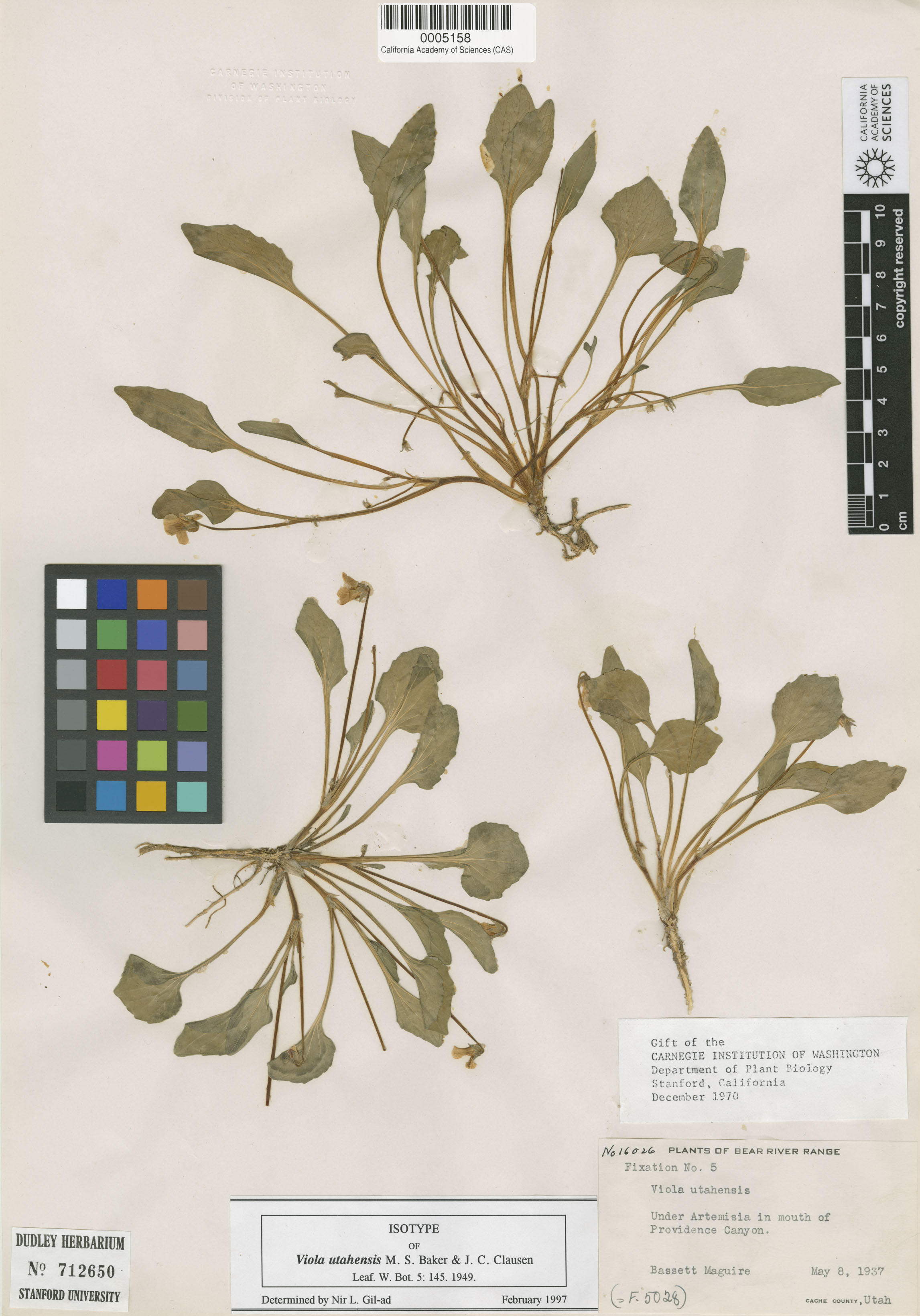 Viola utahensis image