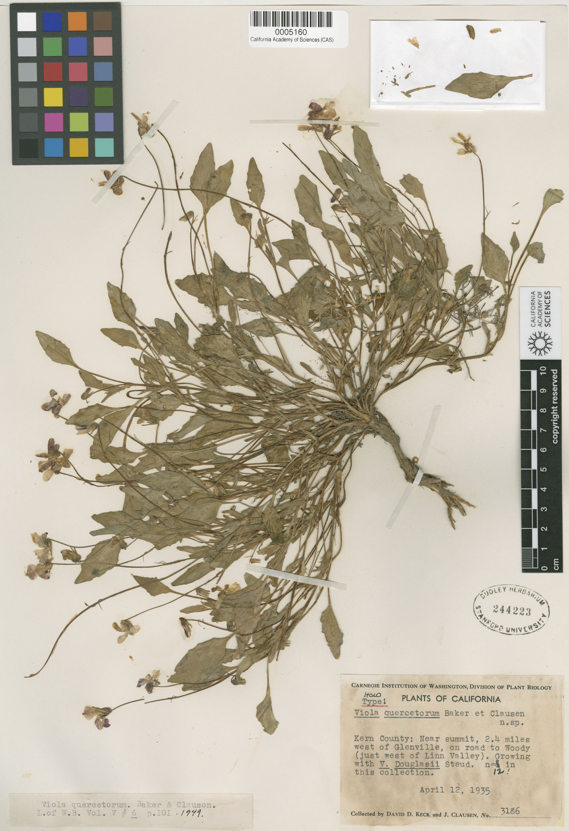 Viola quercetorum image