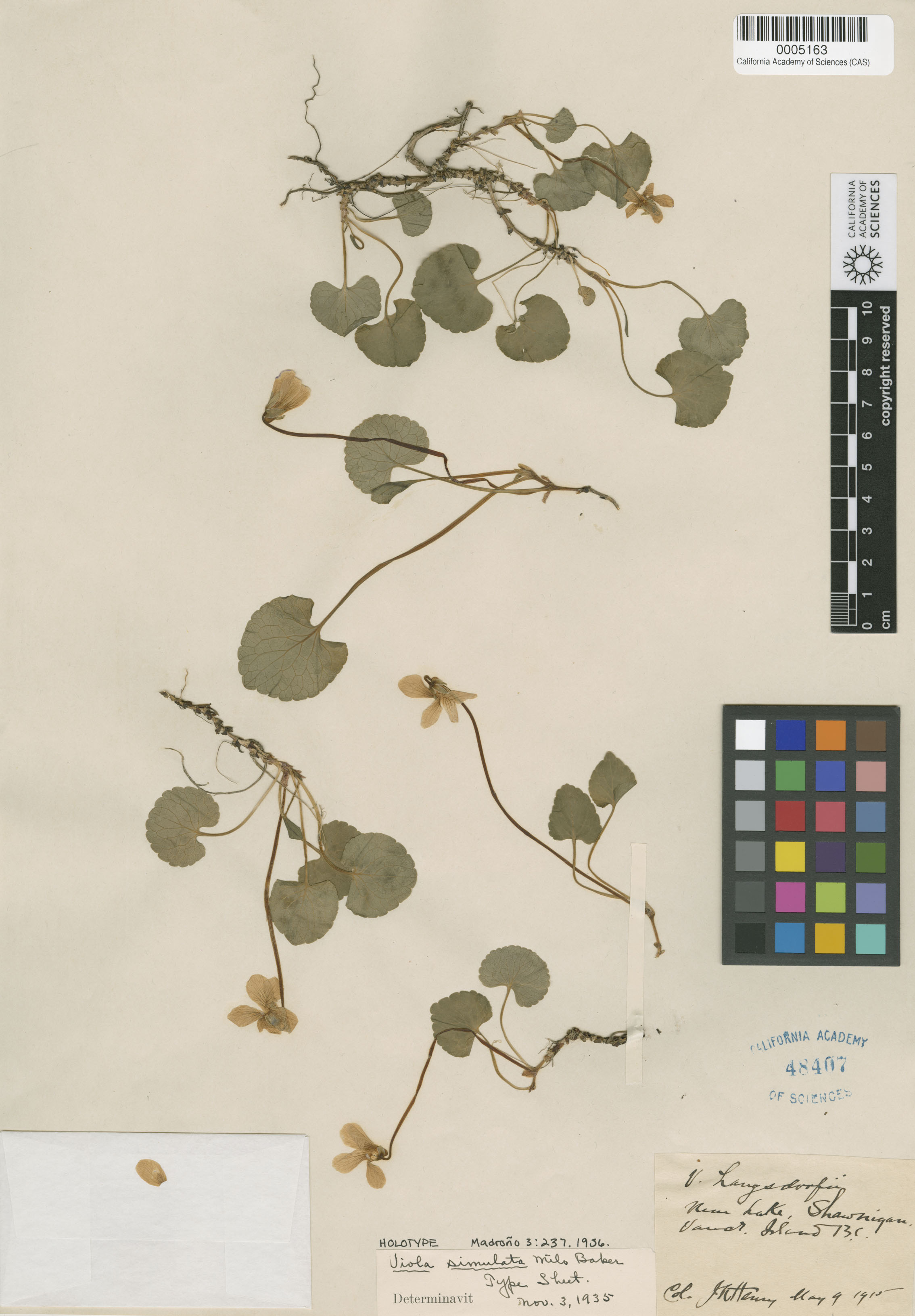 Viola langsdorffii image