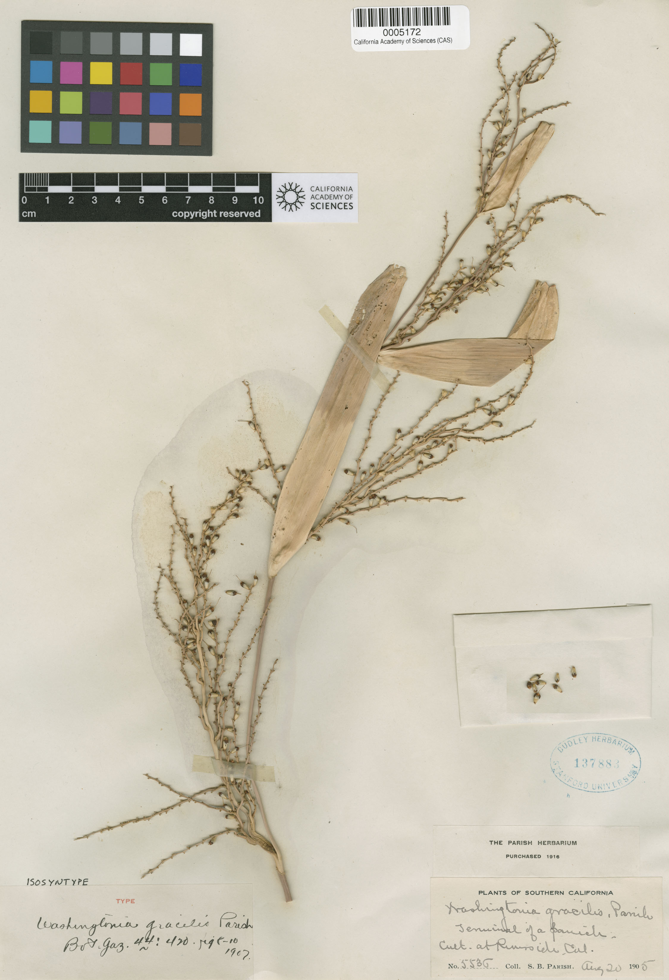 Washingtonia robusta image