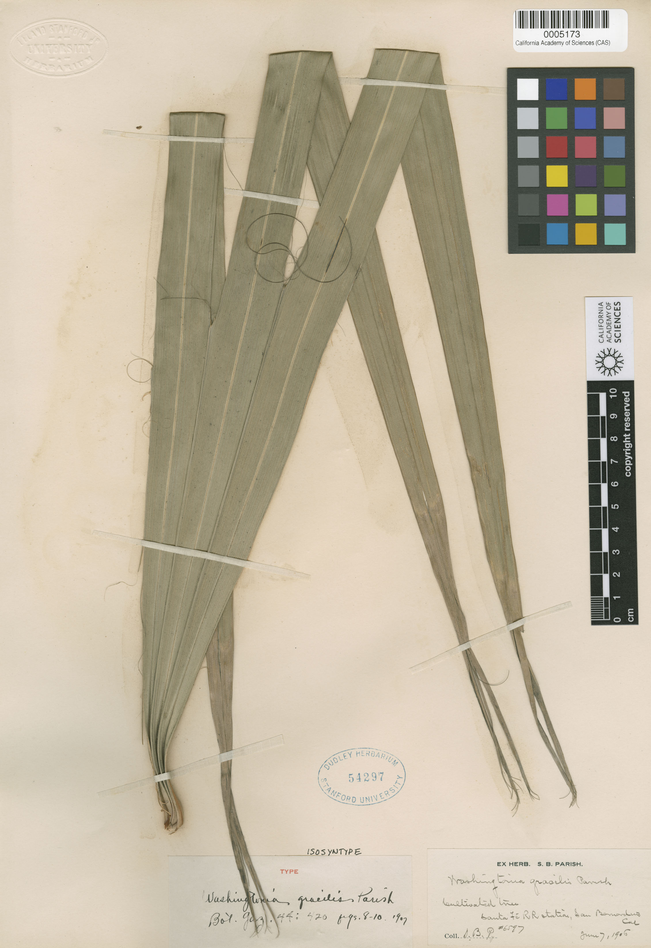 Washingtonia robusta image