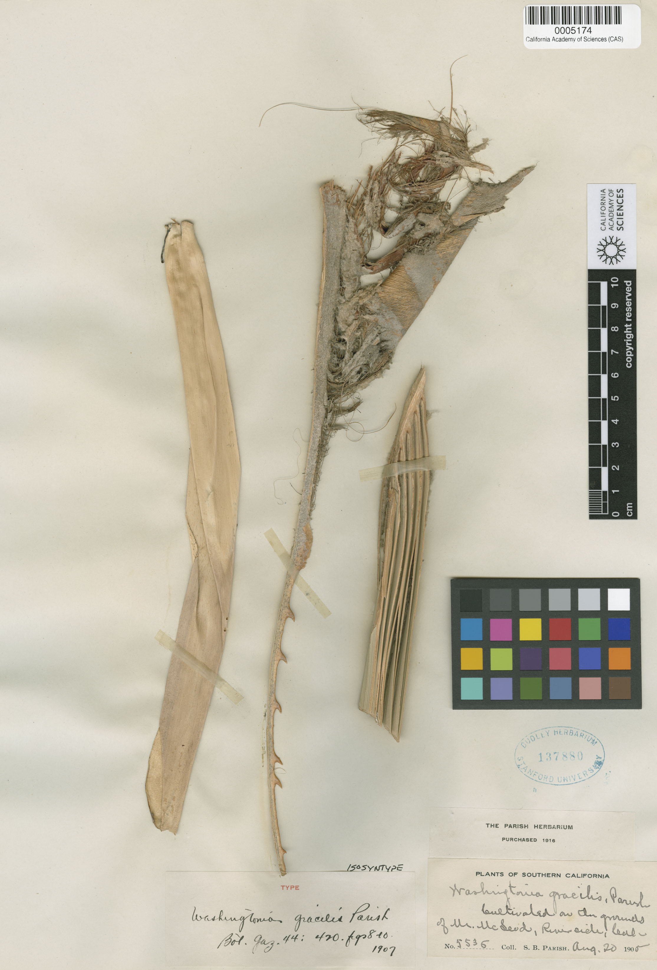 Washingtonia robusta image