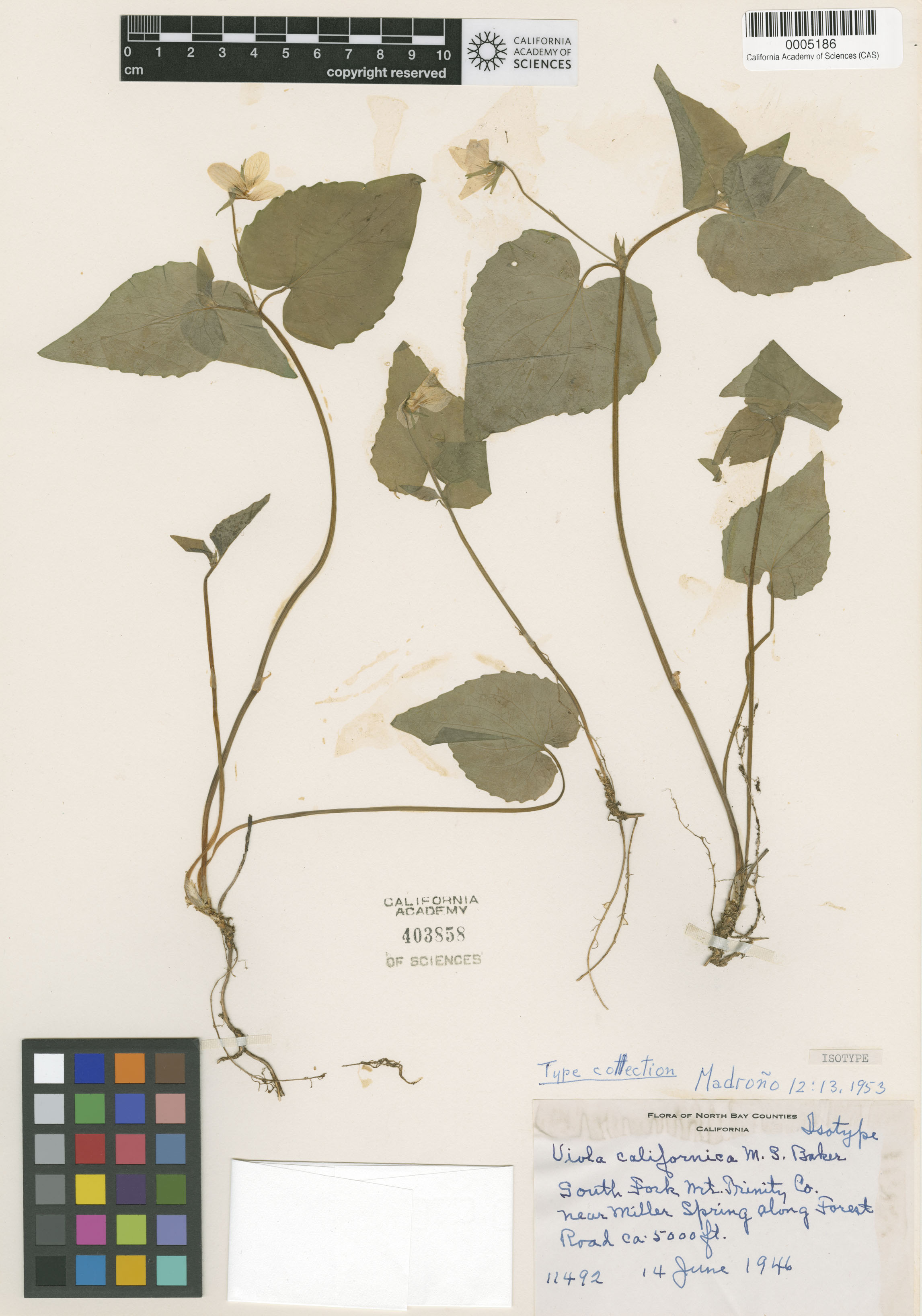 Viola glabella image