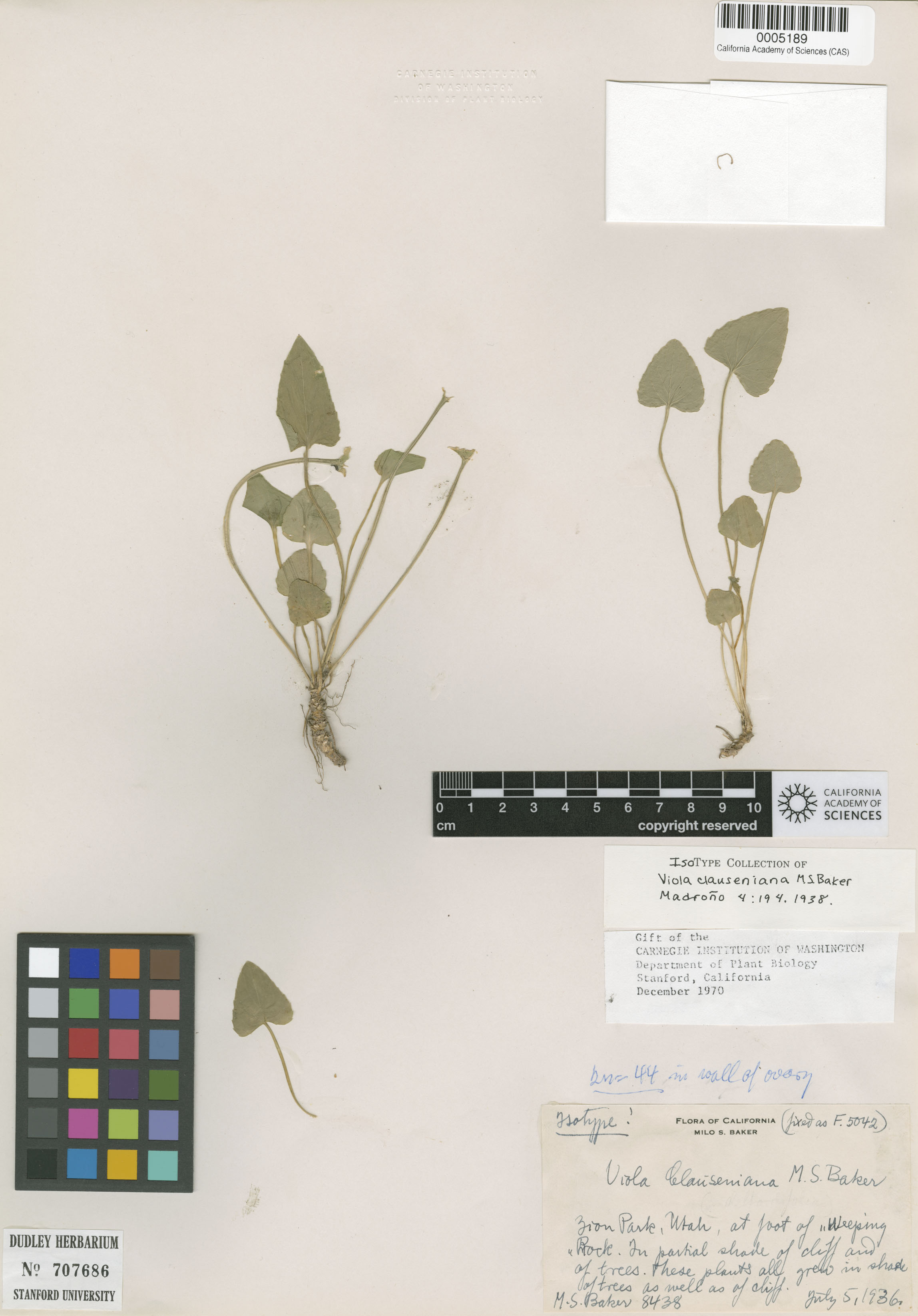 Viola clauseniana image