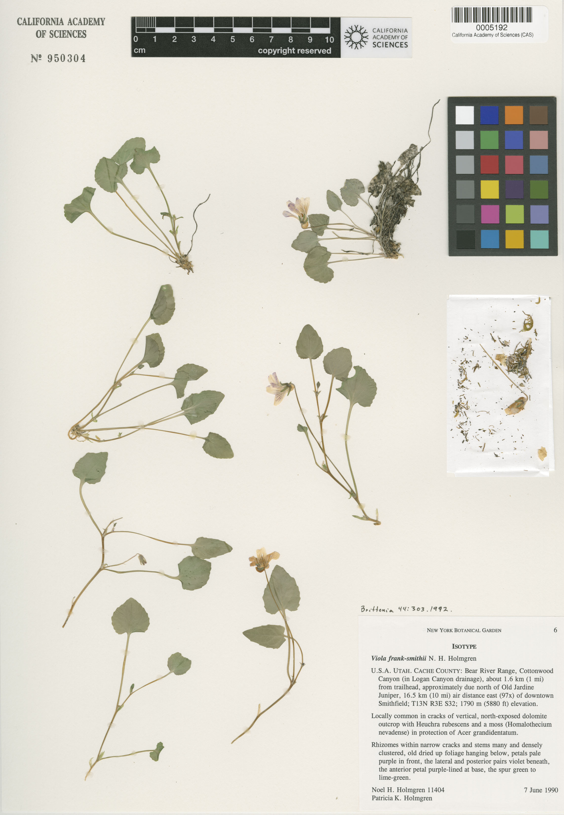 Viola frank-smithii image