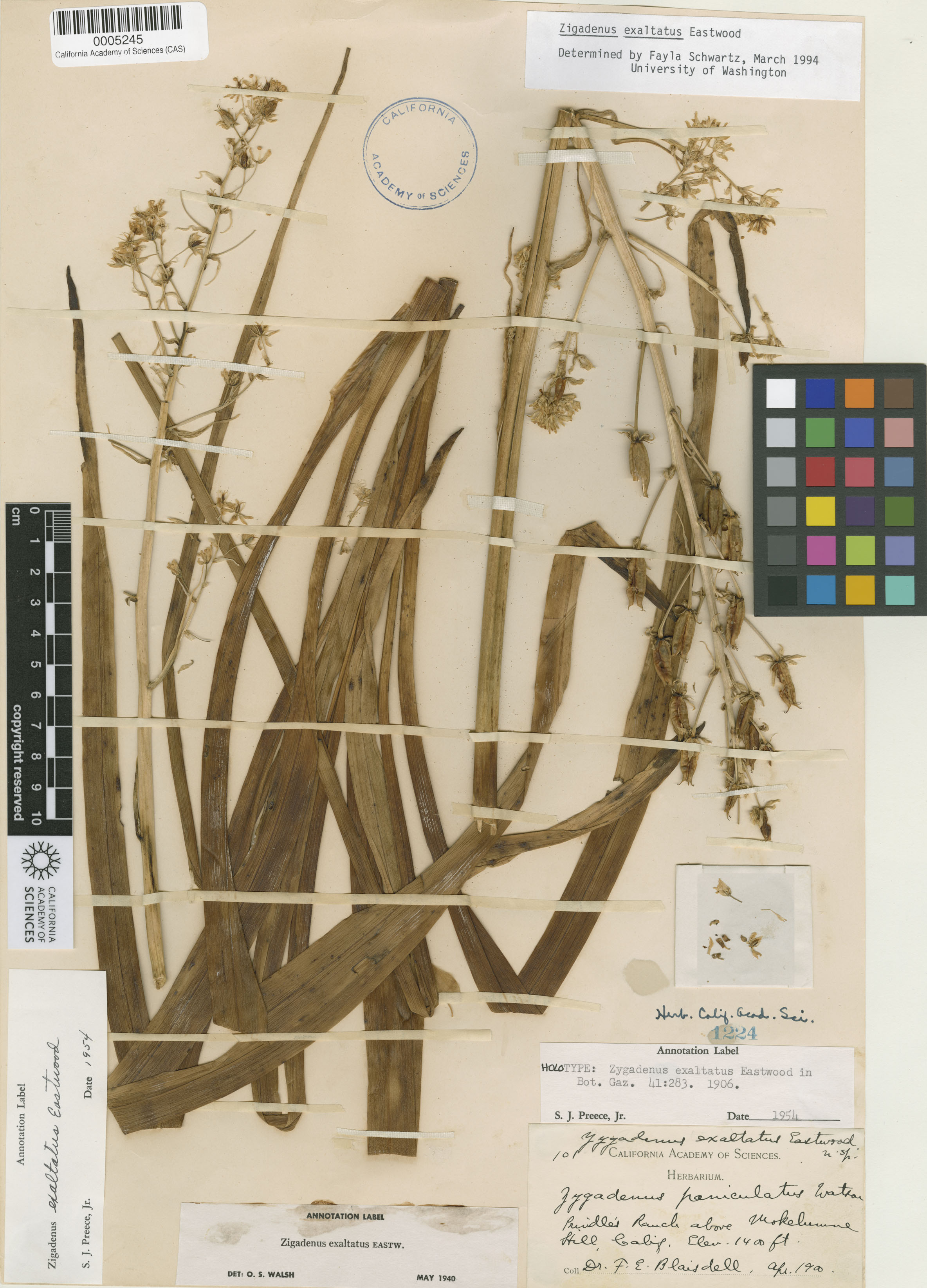 Toxicoscordion exaltatum image