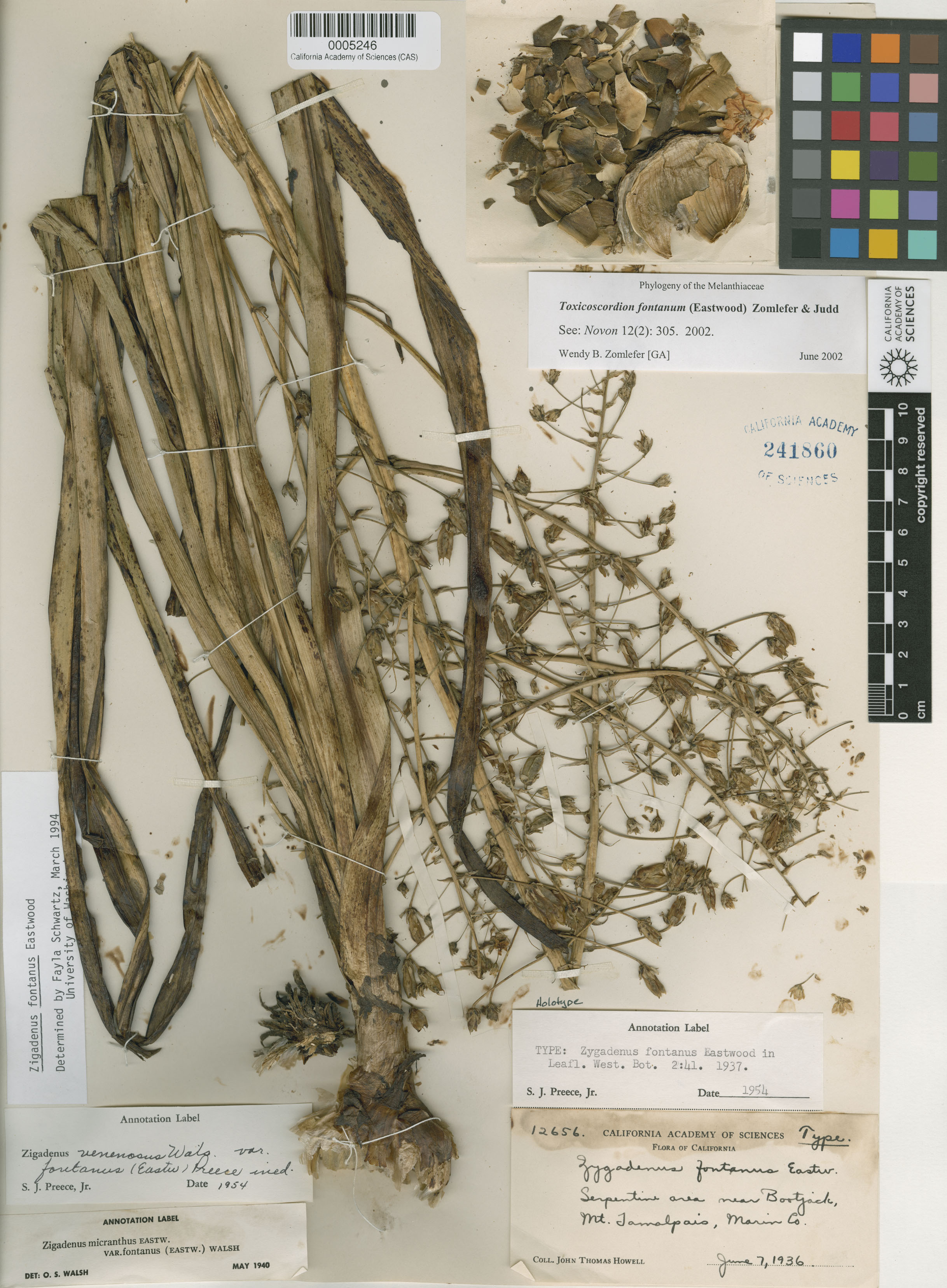 Toxicoscordion fontanum image