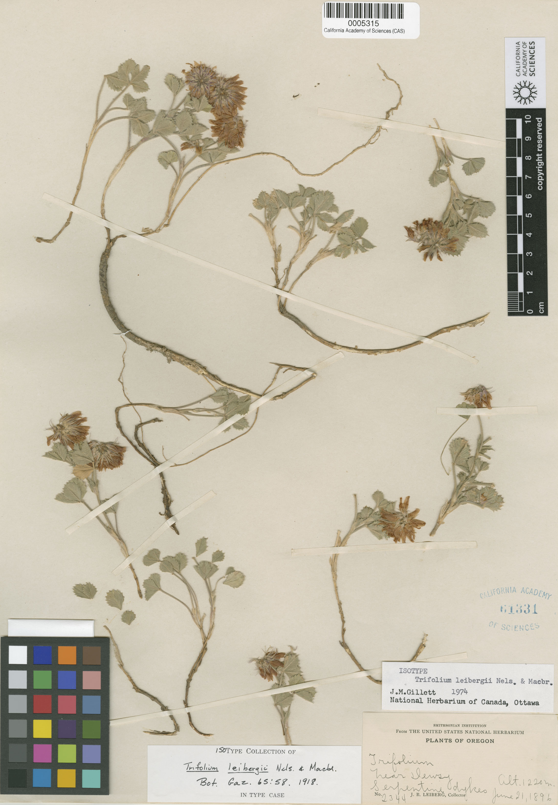 Trifolium leibergii image