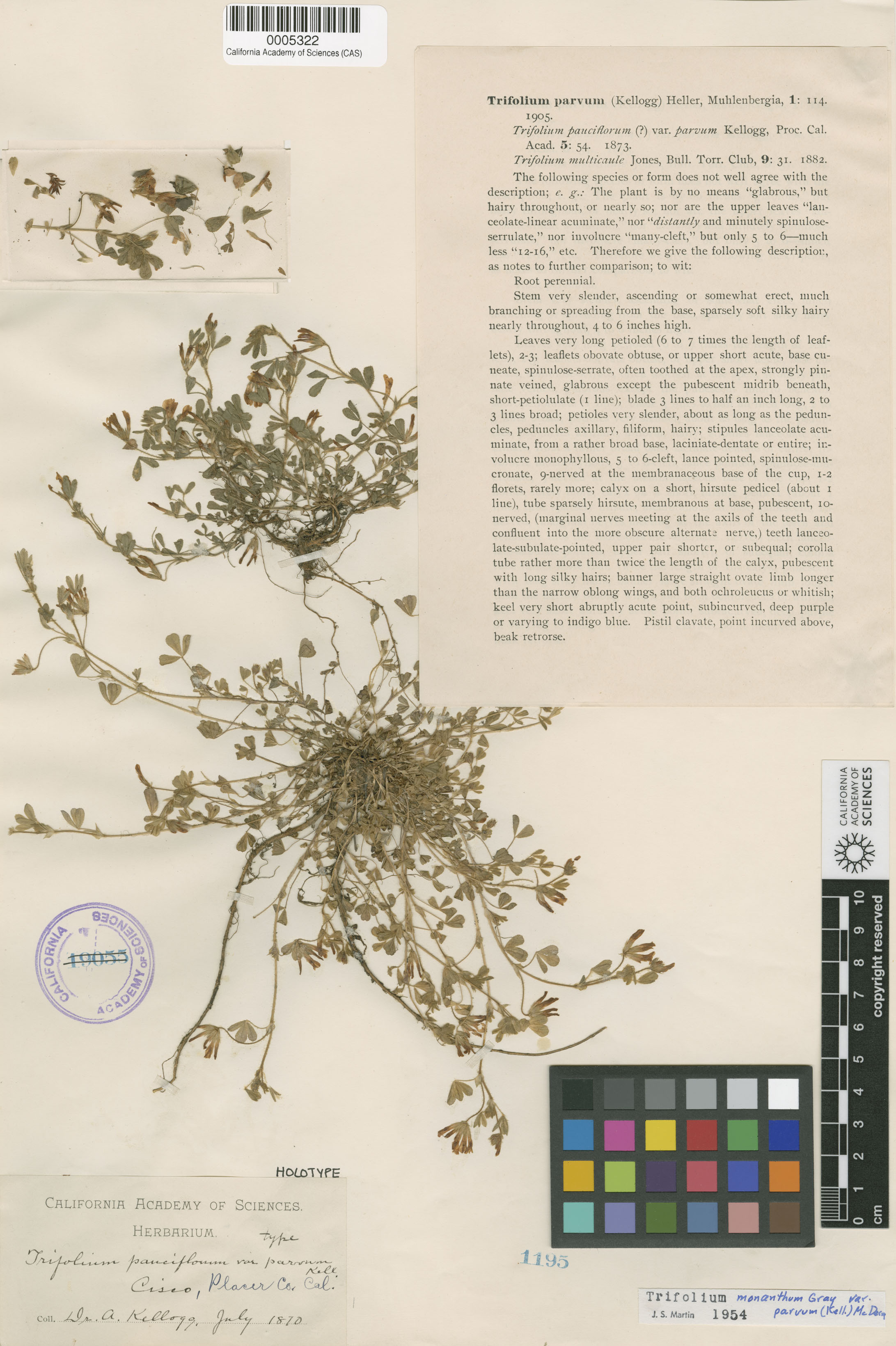 Trifolium monanthum ssp. parvum image