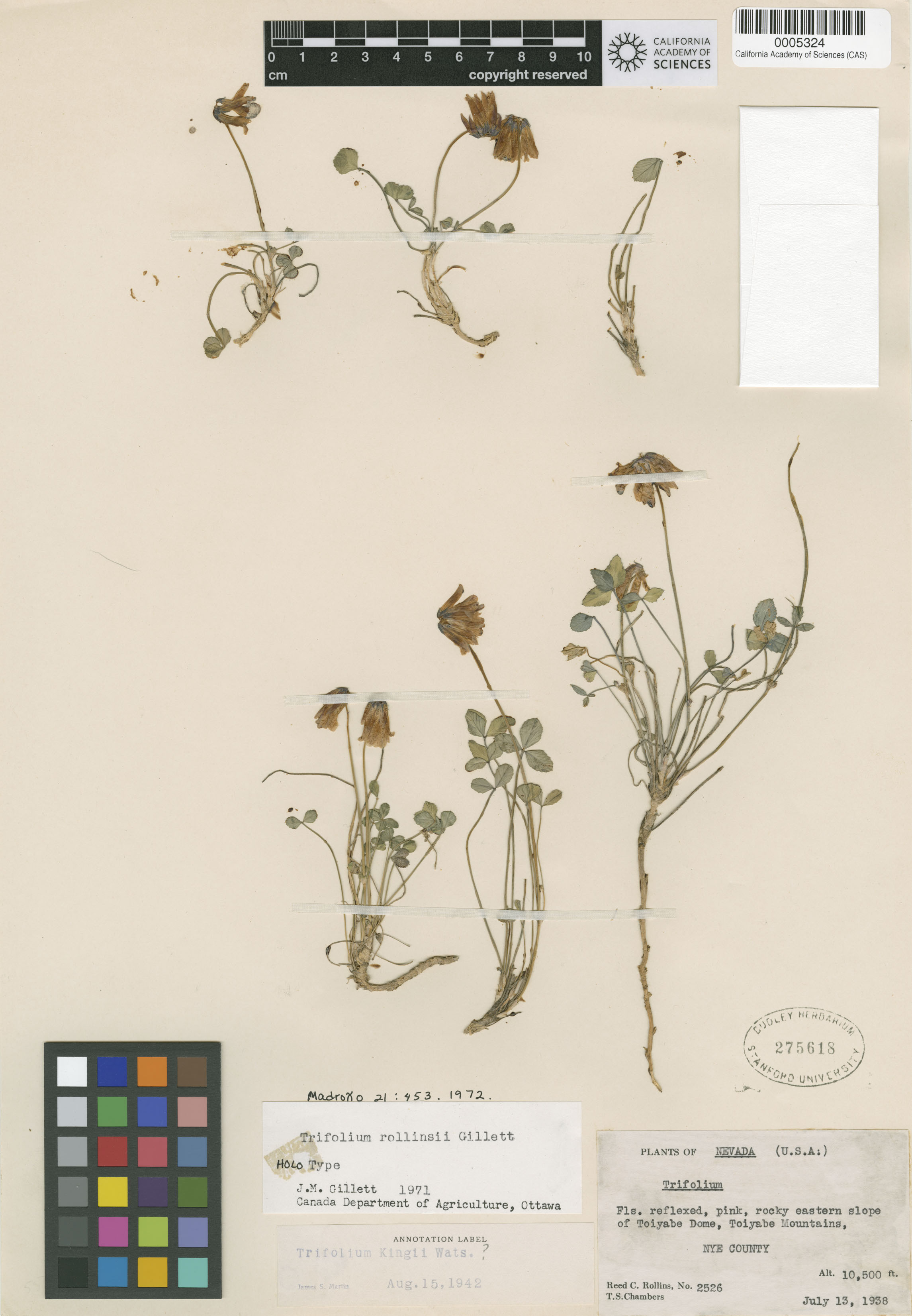 Trifolium rollinsii image