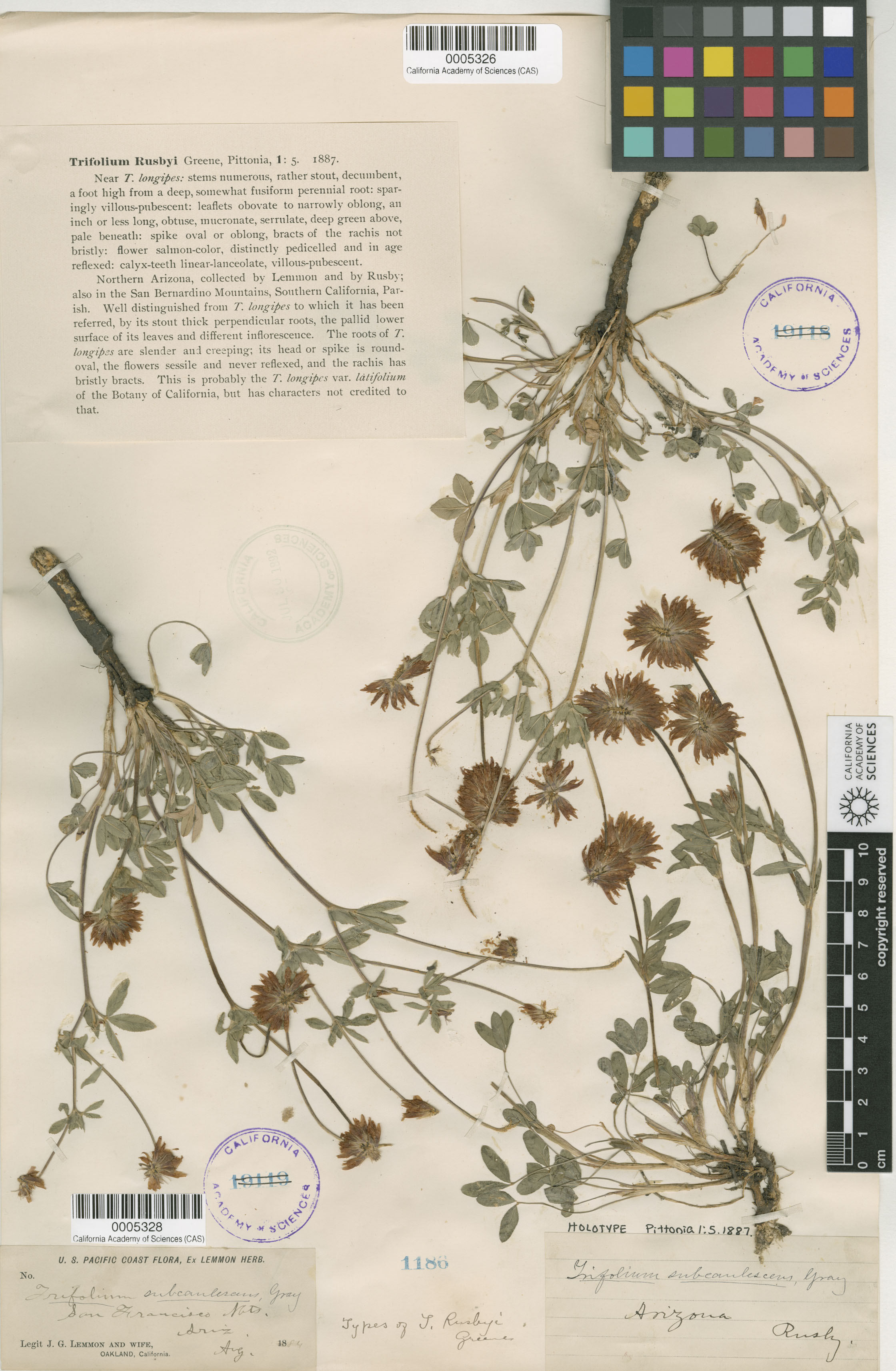 Trifolium rusbyi image