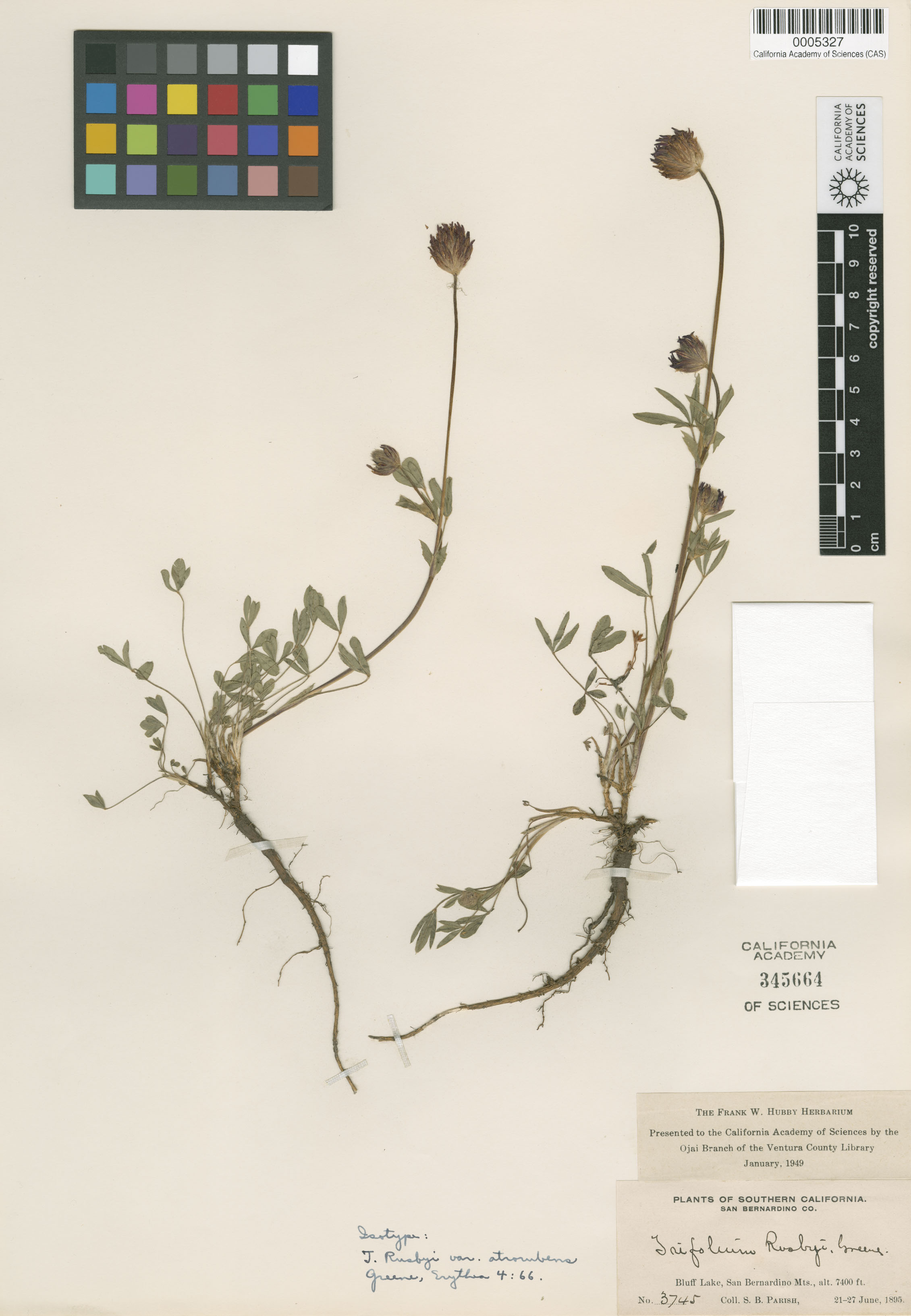 Trifolium longipes ssp. atrorubens image