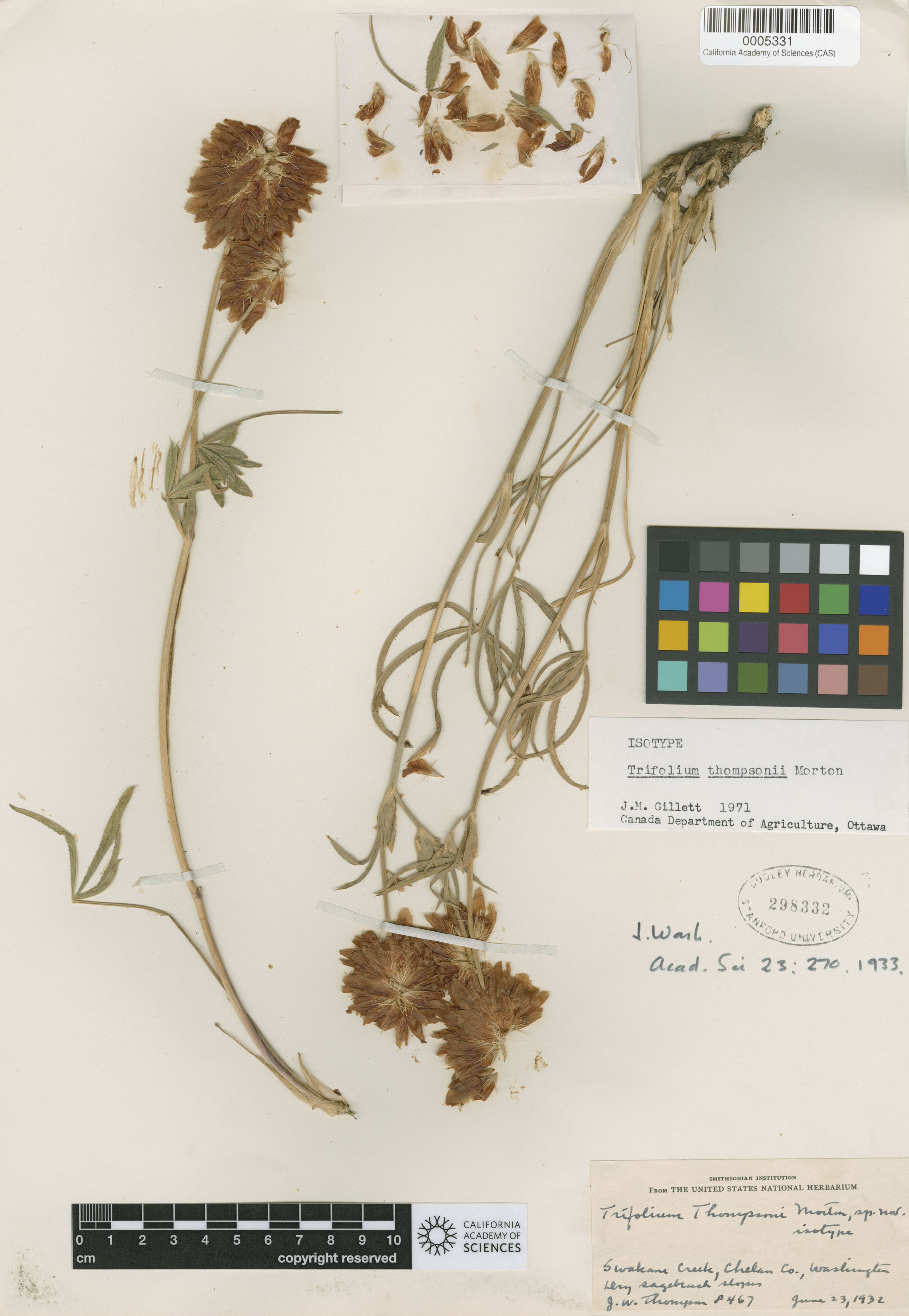 Trifolium thompsonii image