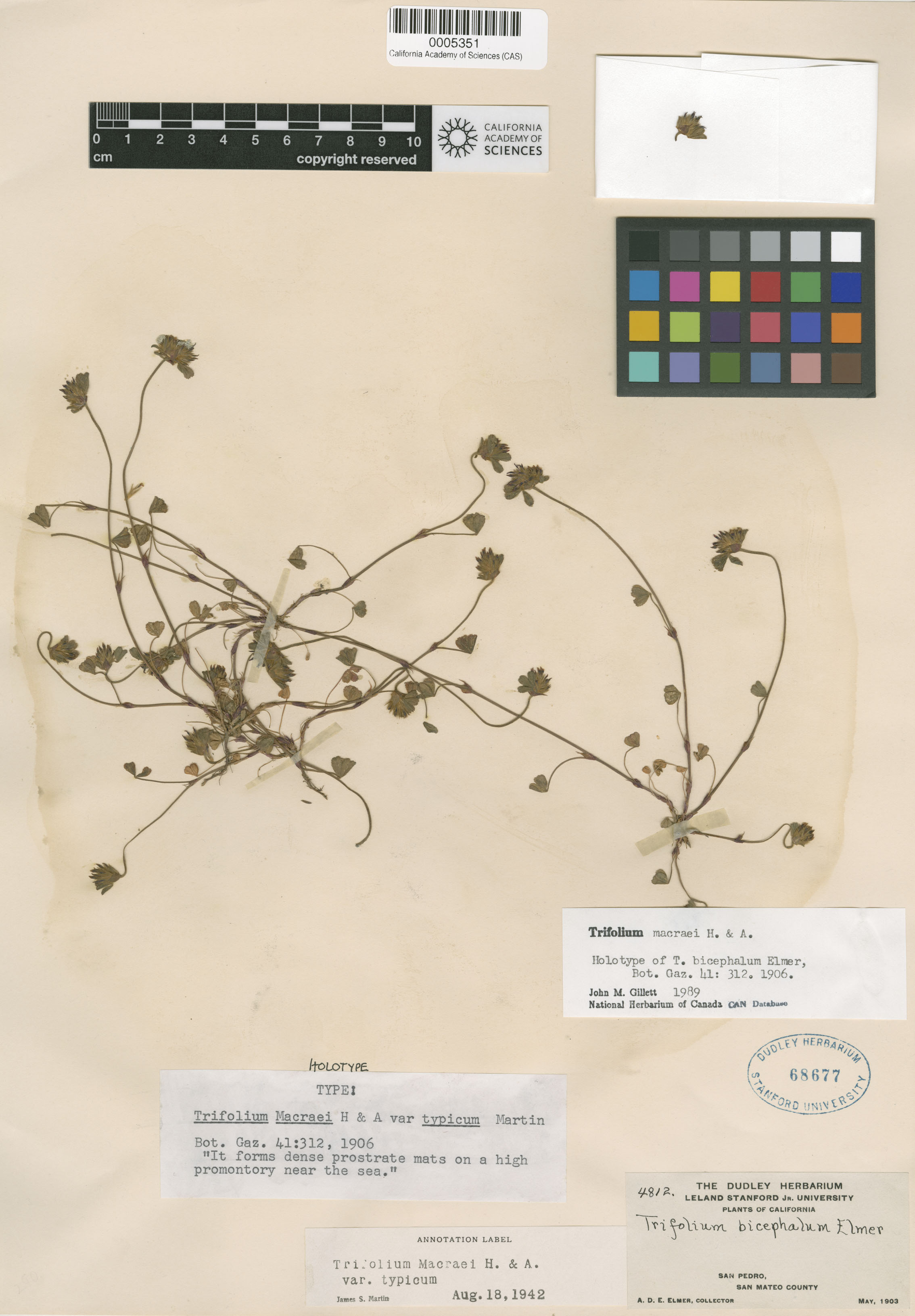 Trifolium macraei image