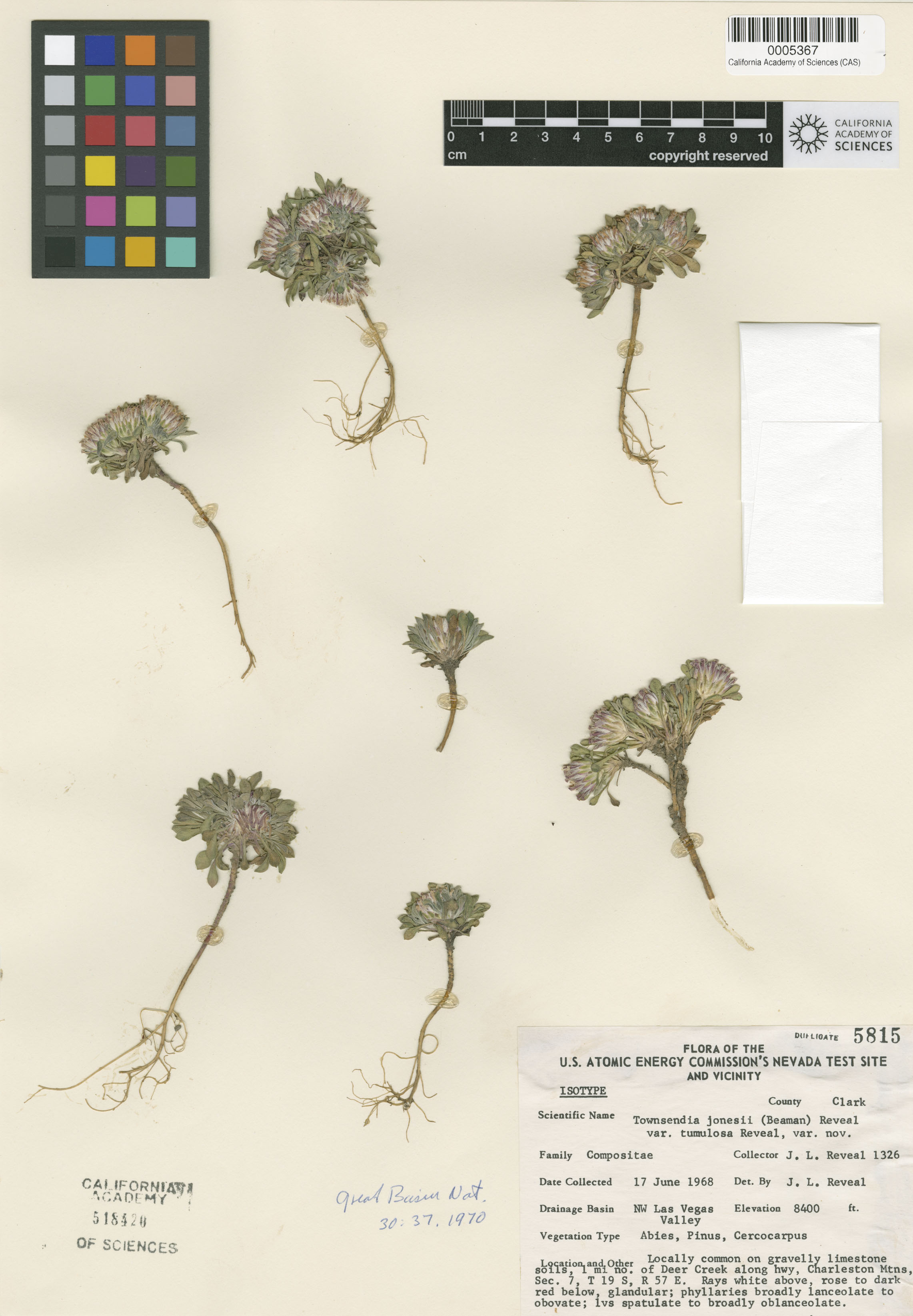 Townsendia jonesii image