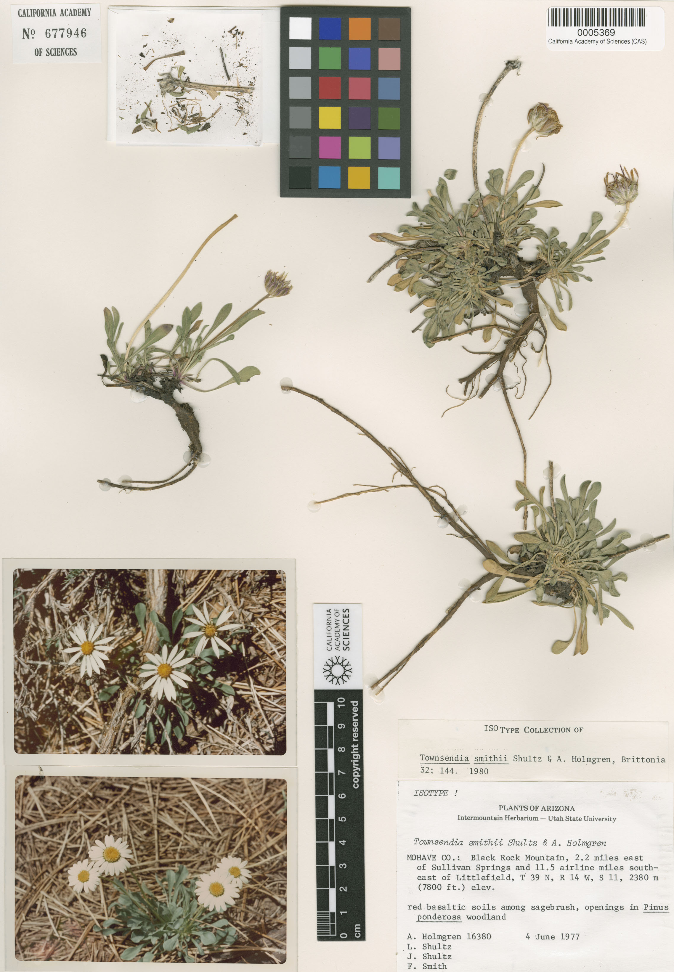 Townsendia smithii image