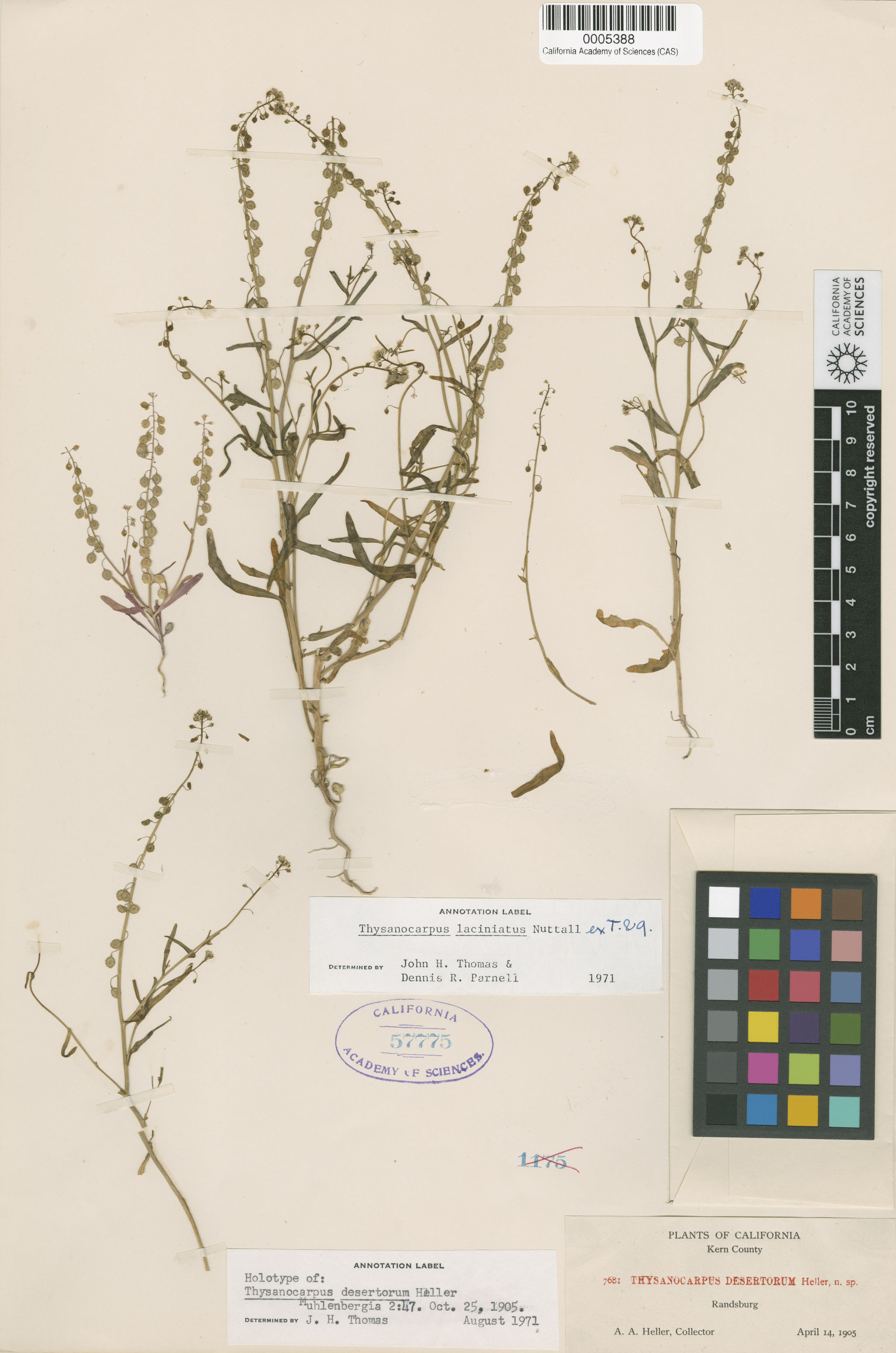 Thysanocarpus desertorum image