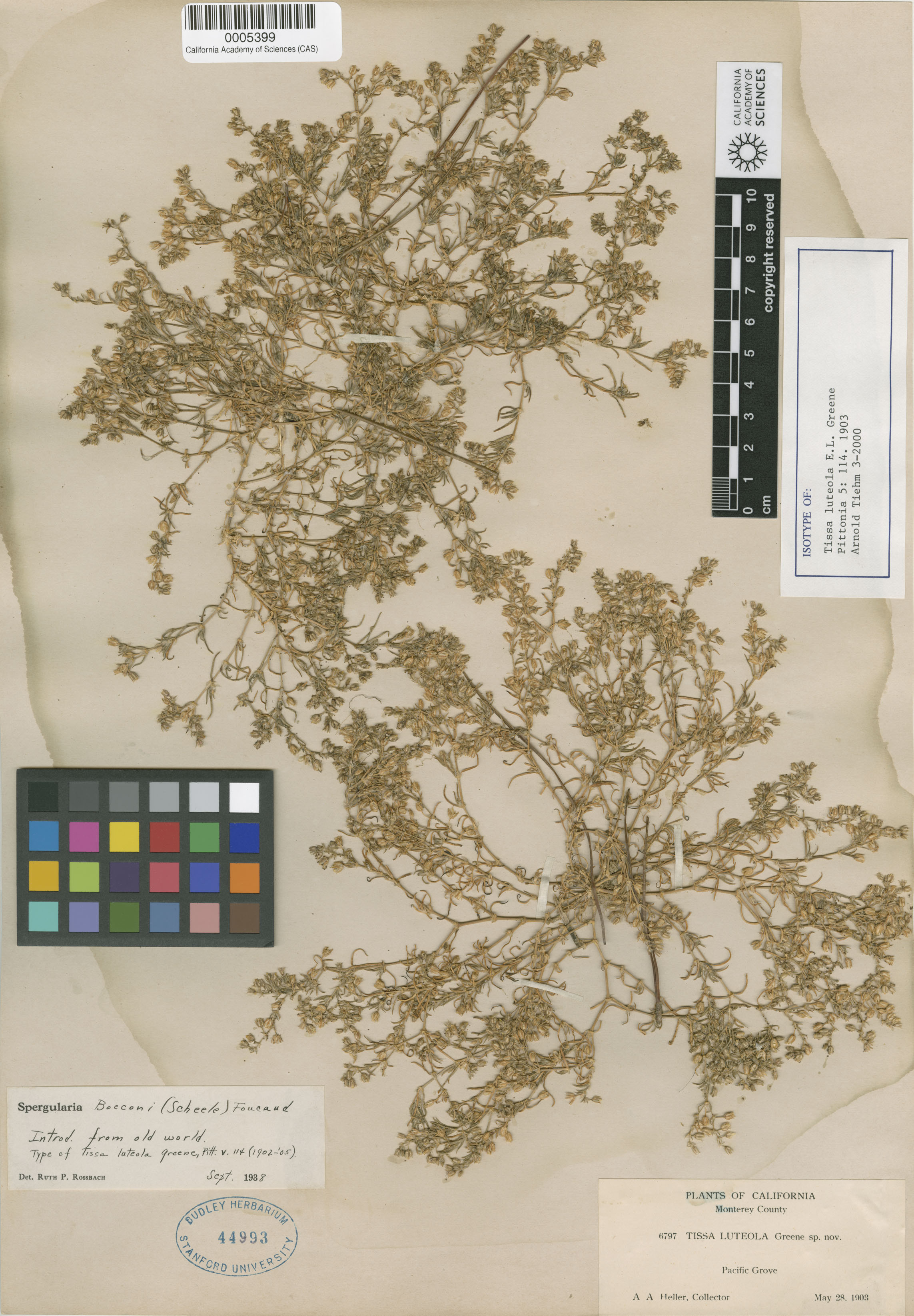 Caryophyllaceae image