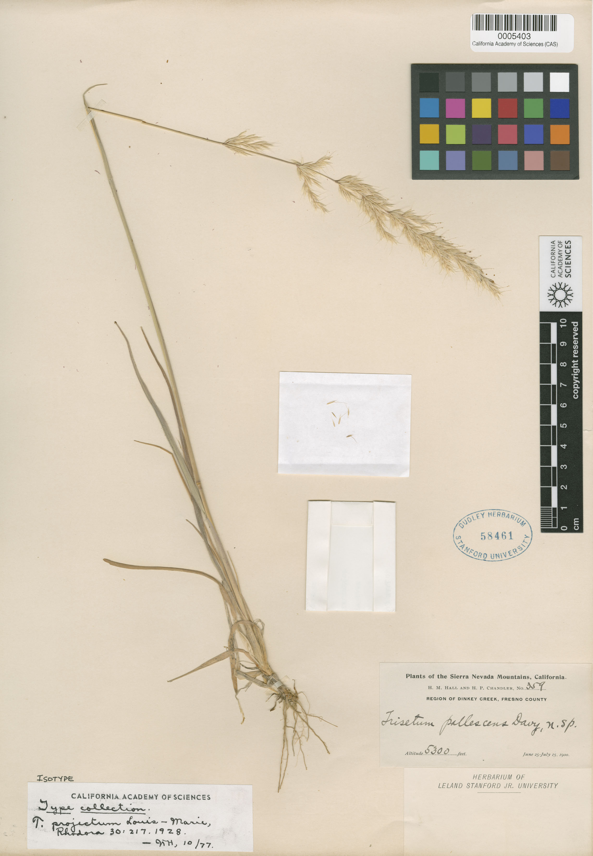 Trisetum projectum image