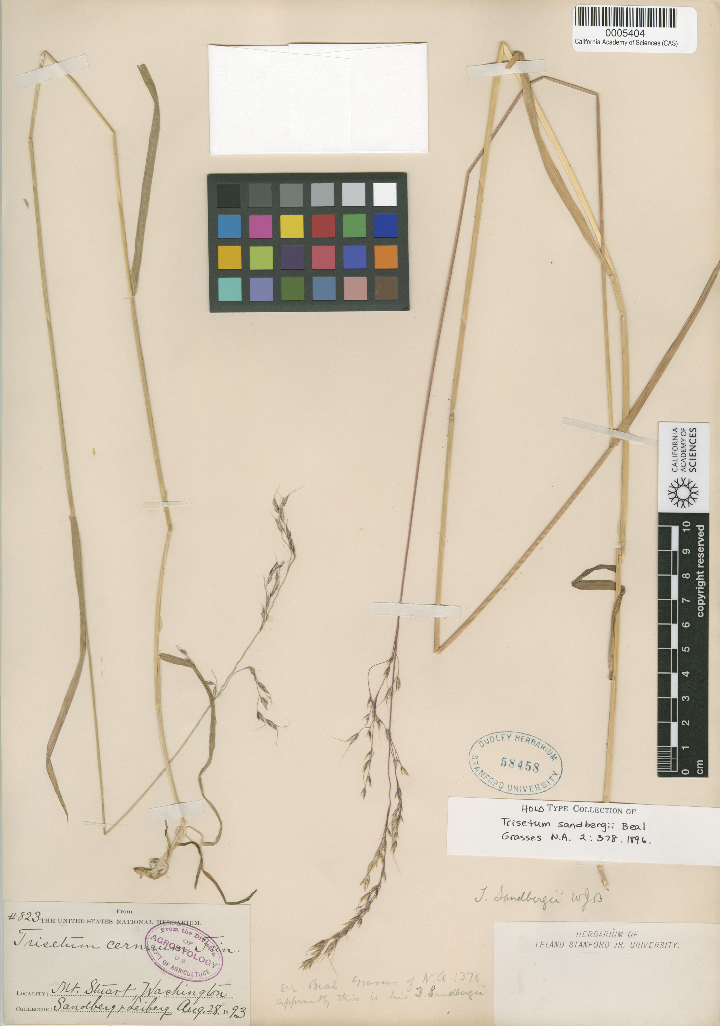 Trisetum sandbergii image