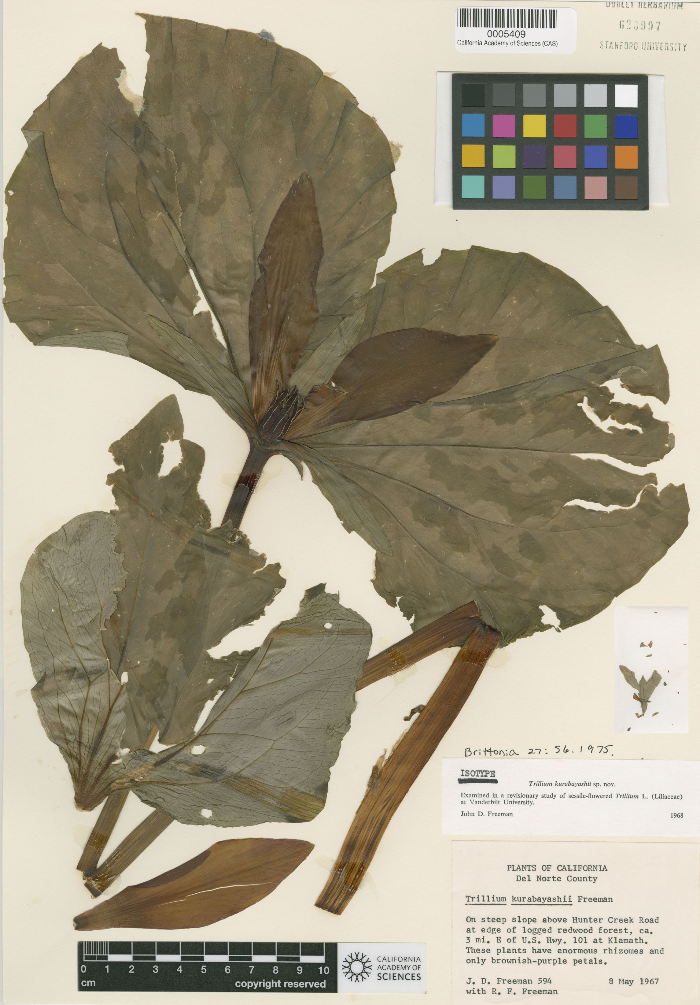 Trillium kurabayashii image