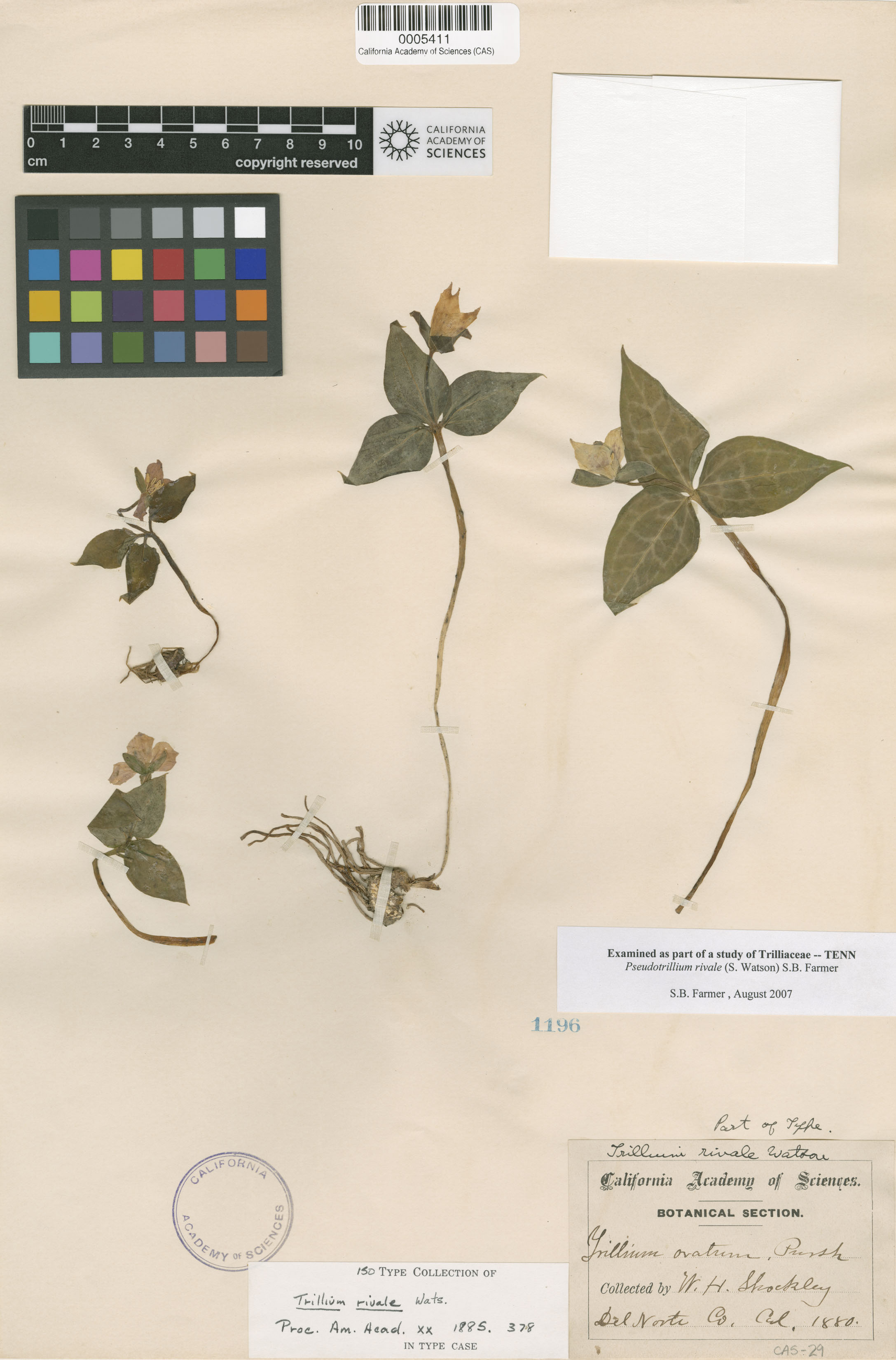 Pseudotrillium image