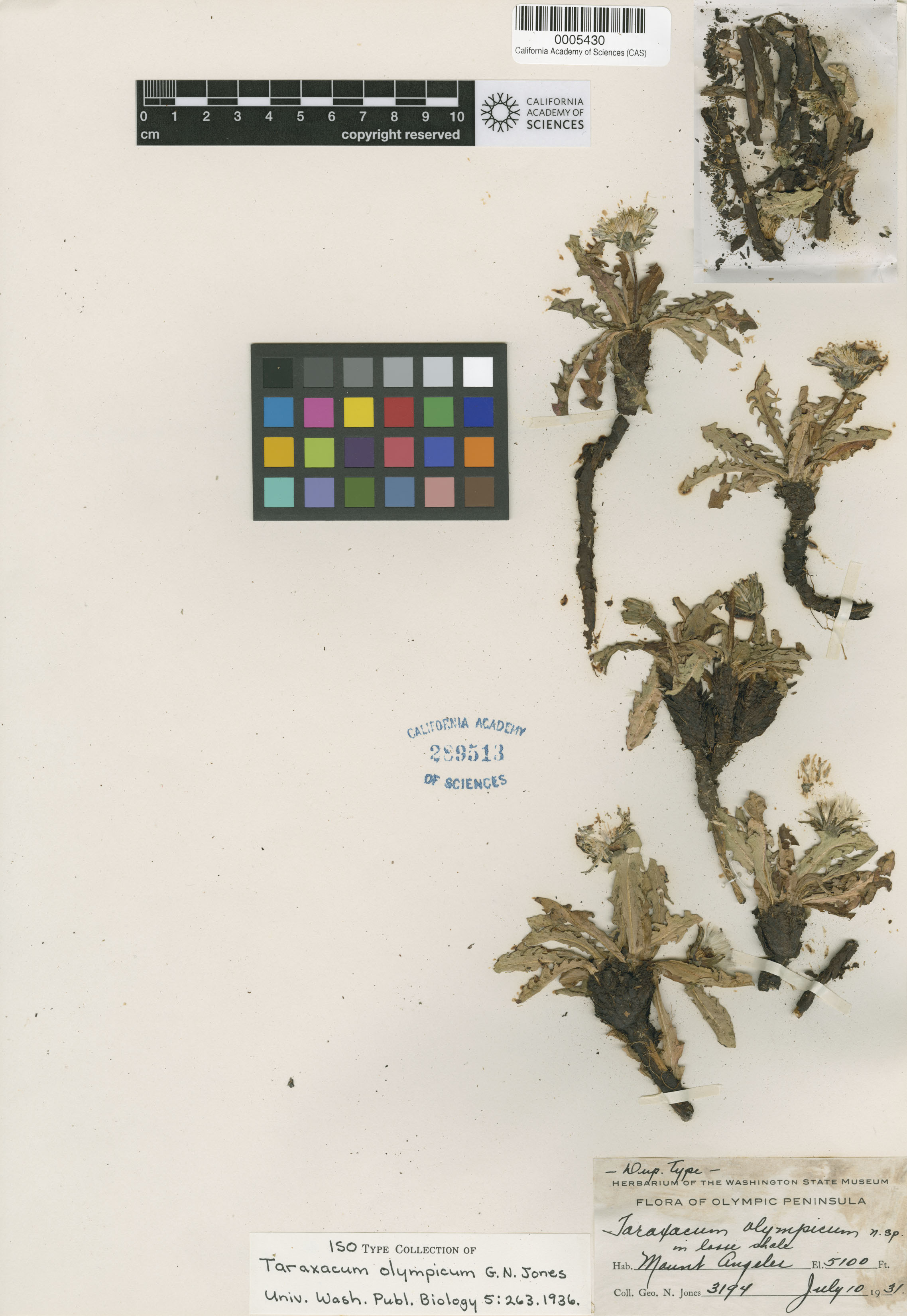 Taraxacum ceratophorum image