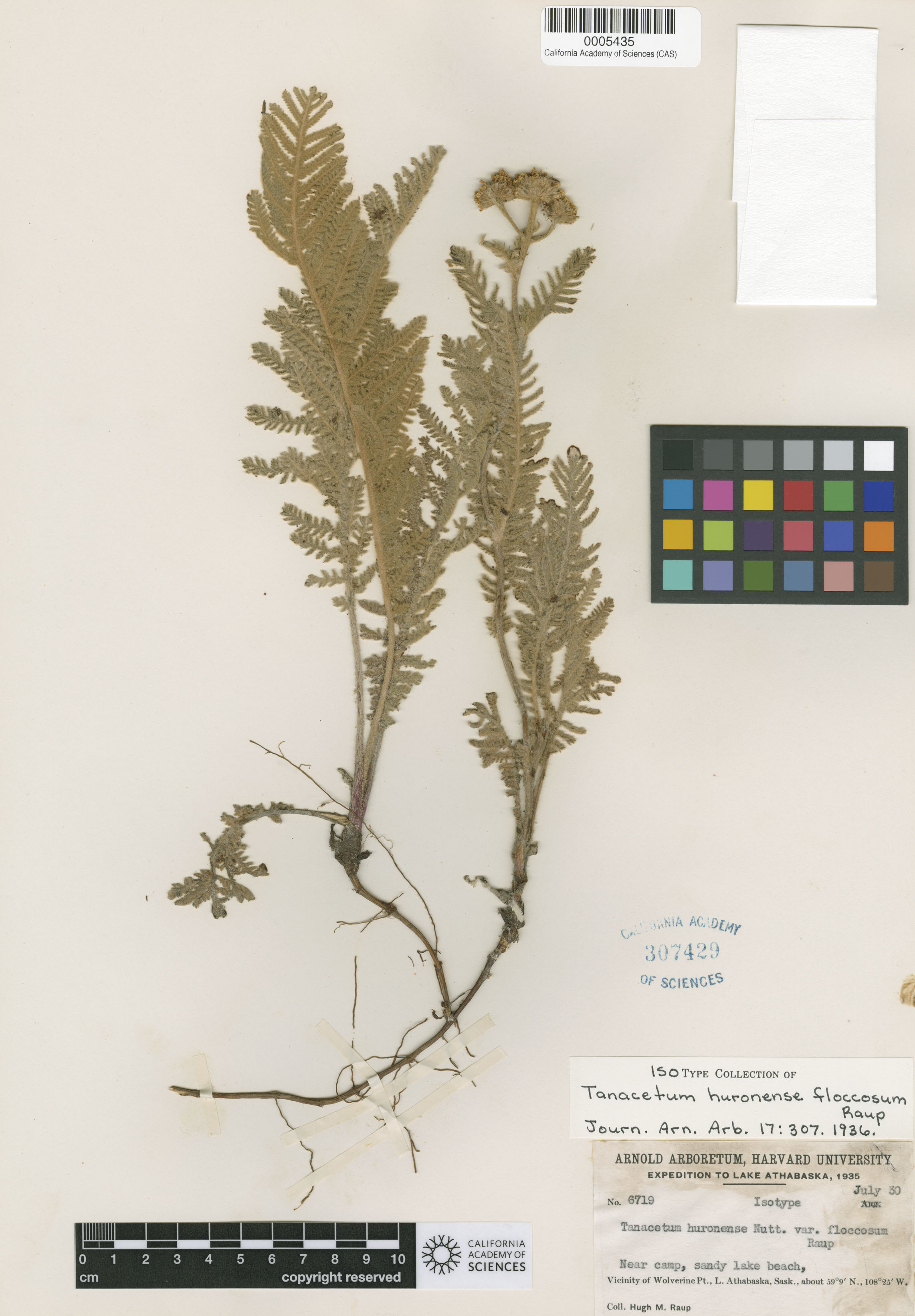 Tanacetum bipinnatum image