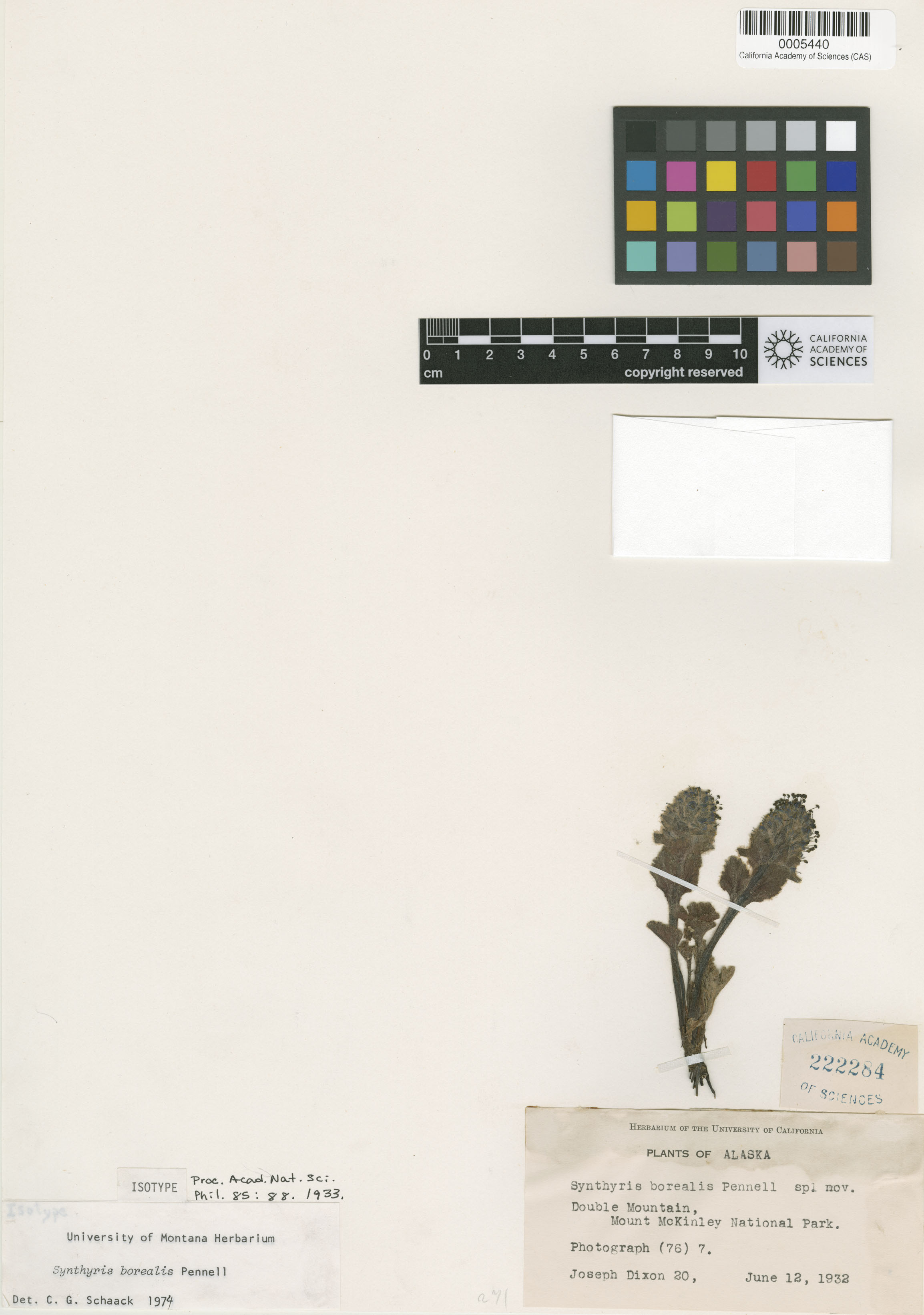 Synthyris borealis image