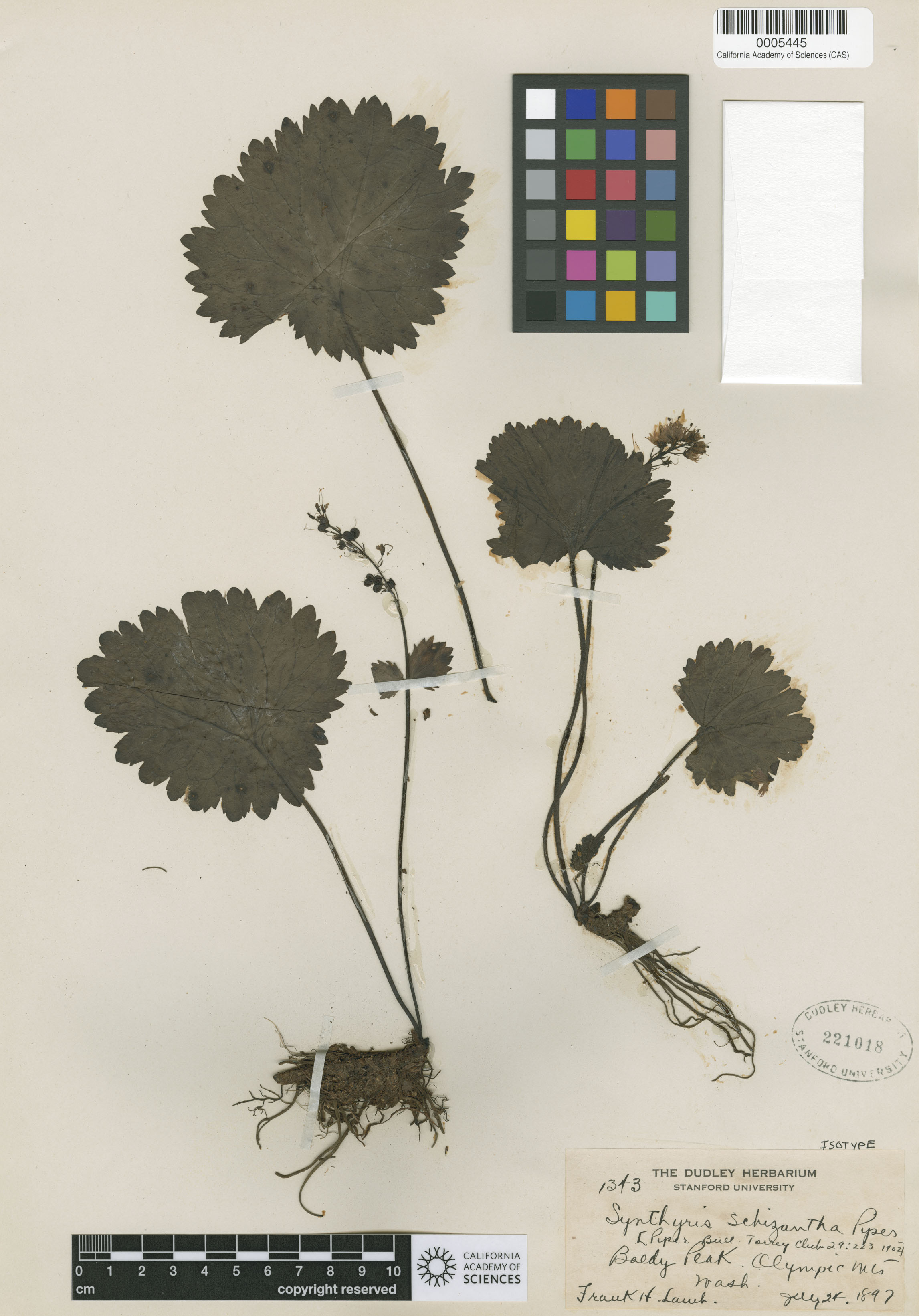 Synthyris schizantha image