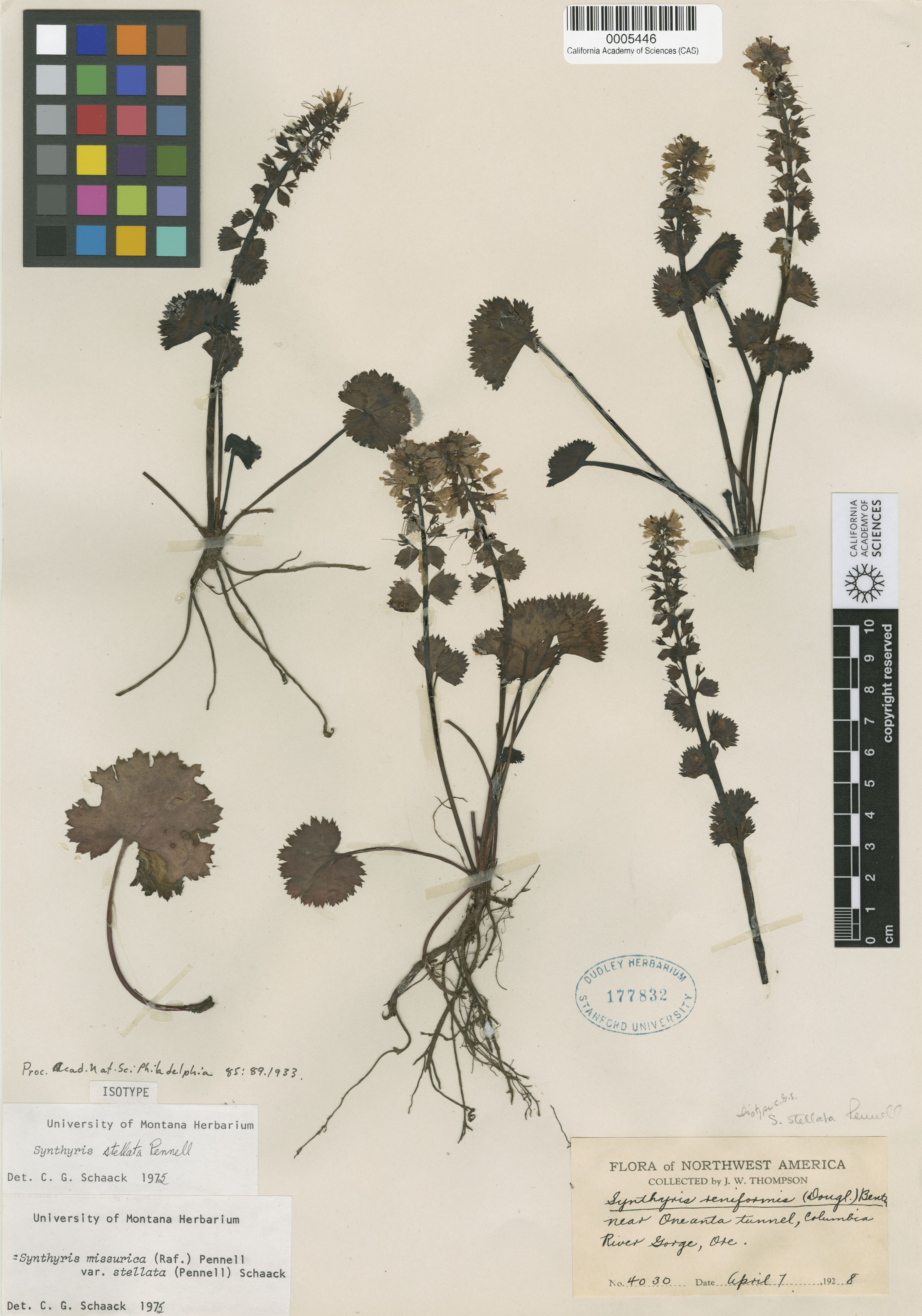 Synthyris missurica image