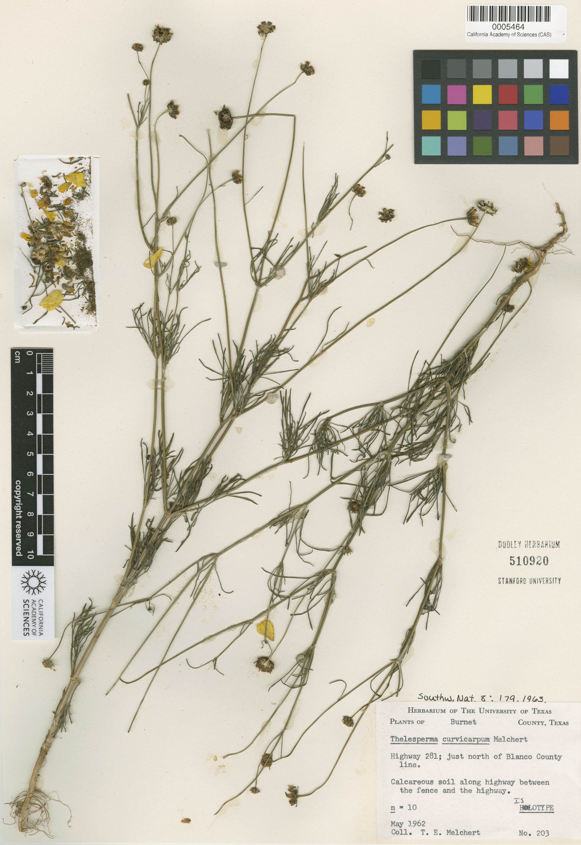 Thelesperma simplicifolium image