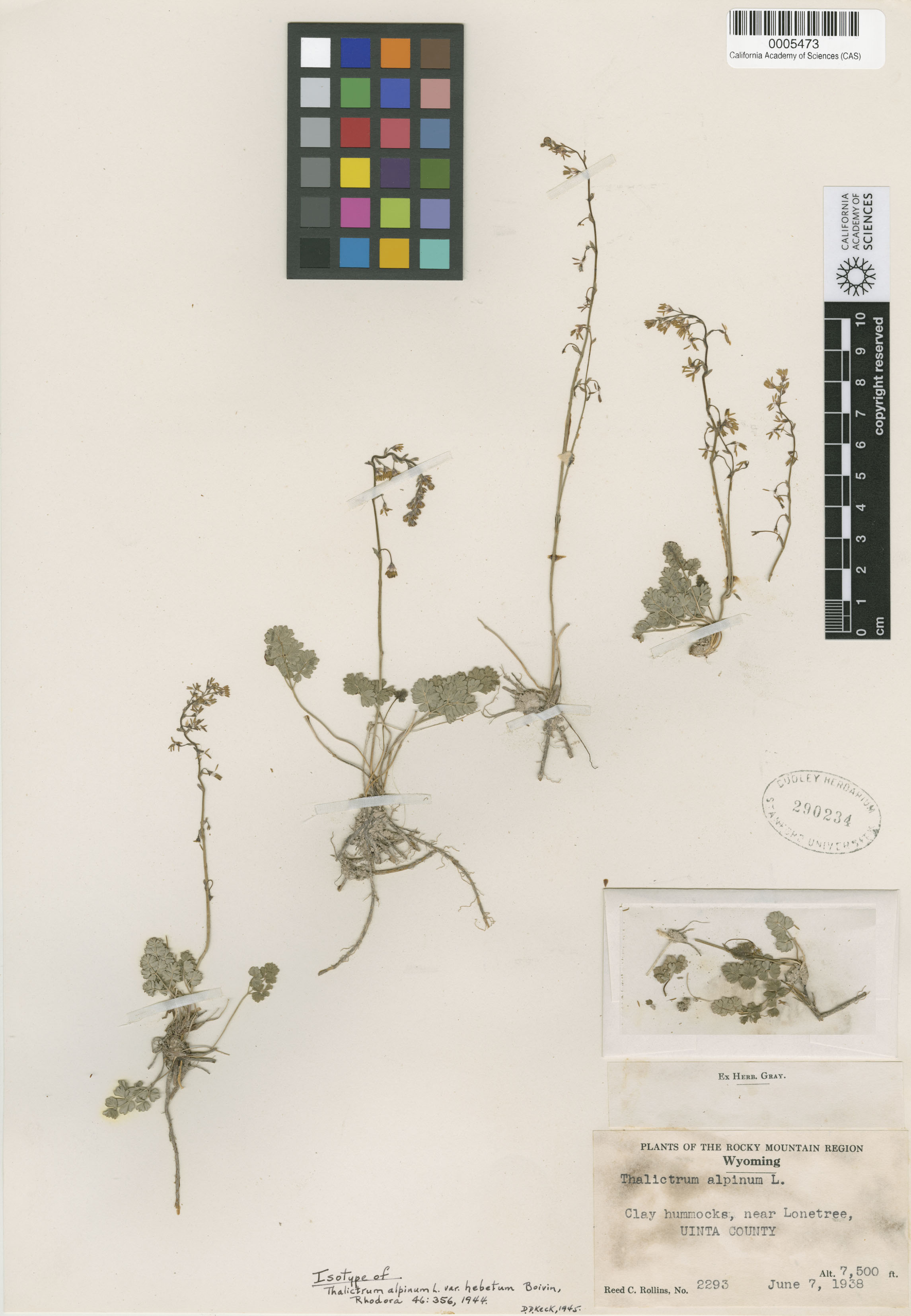Thalictrum alpinum image