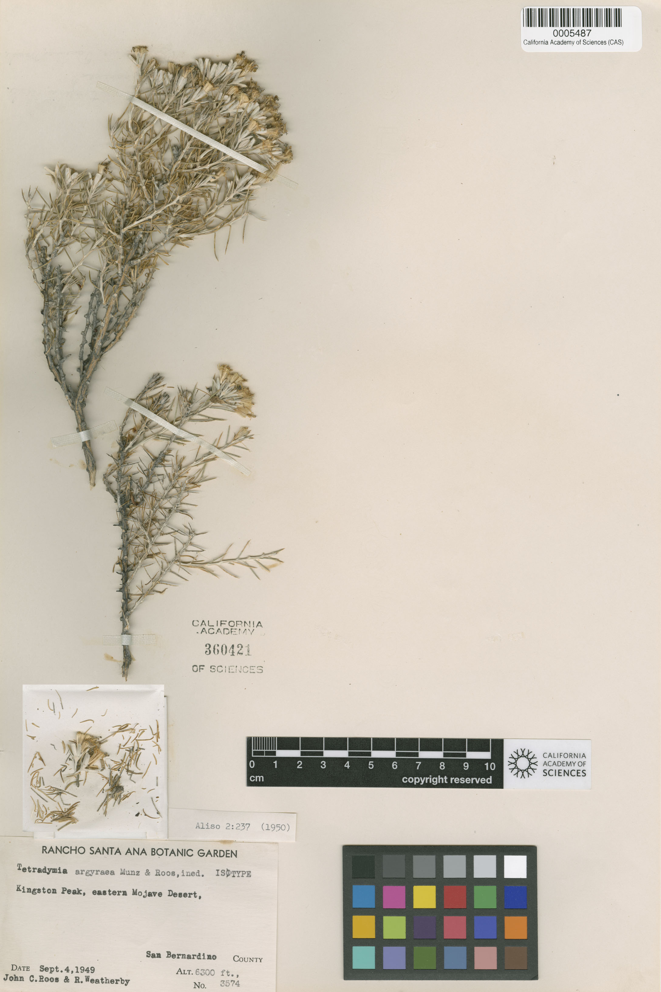 Tetradymia argyraea image