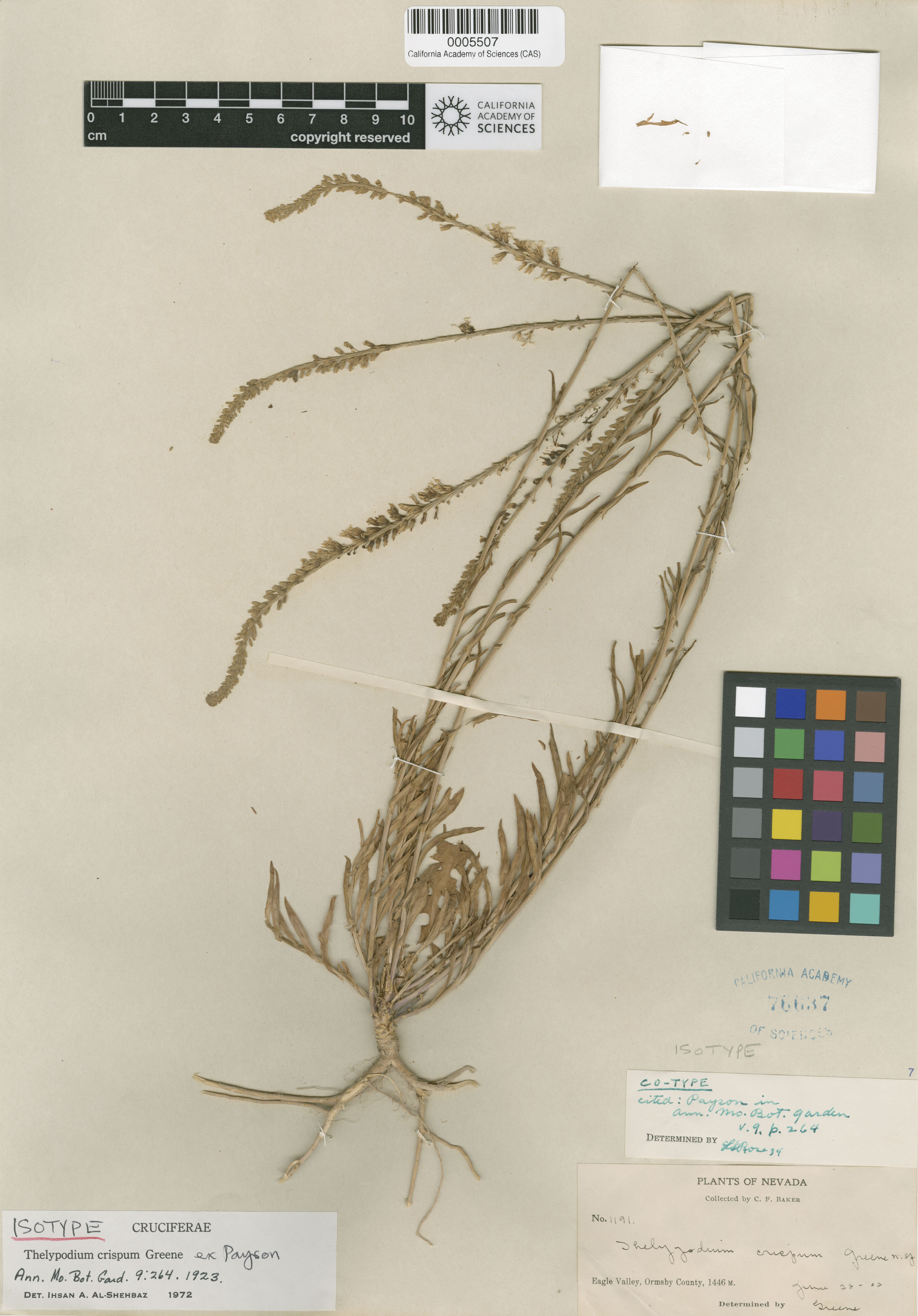 Thelypodium crispum image