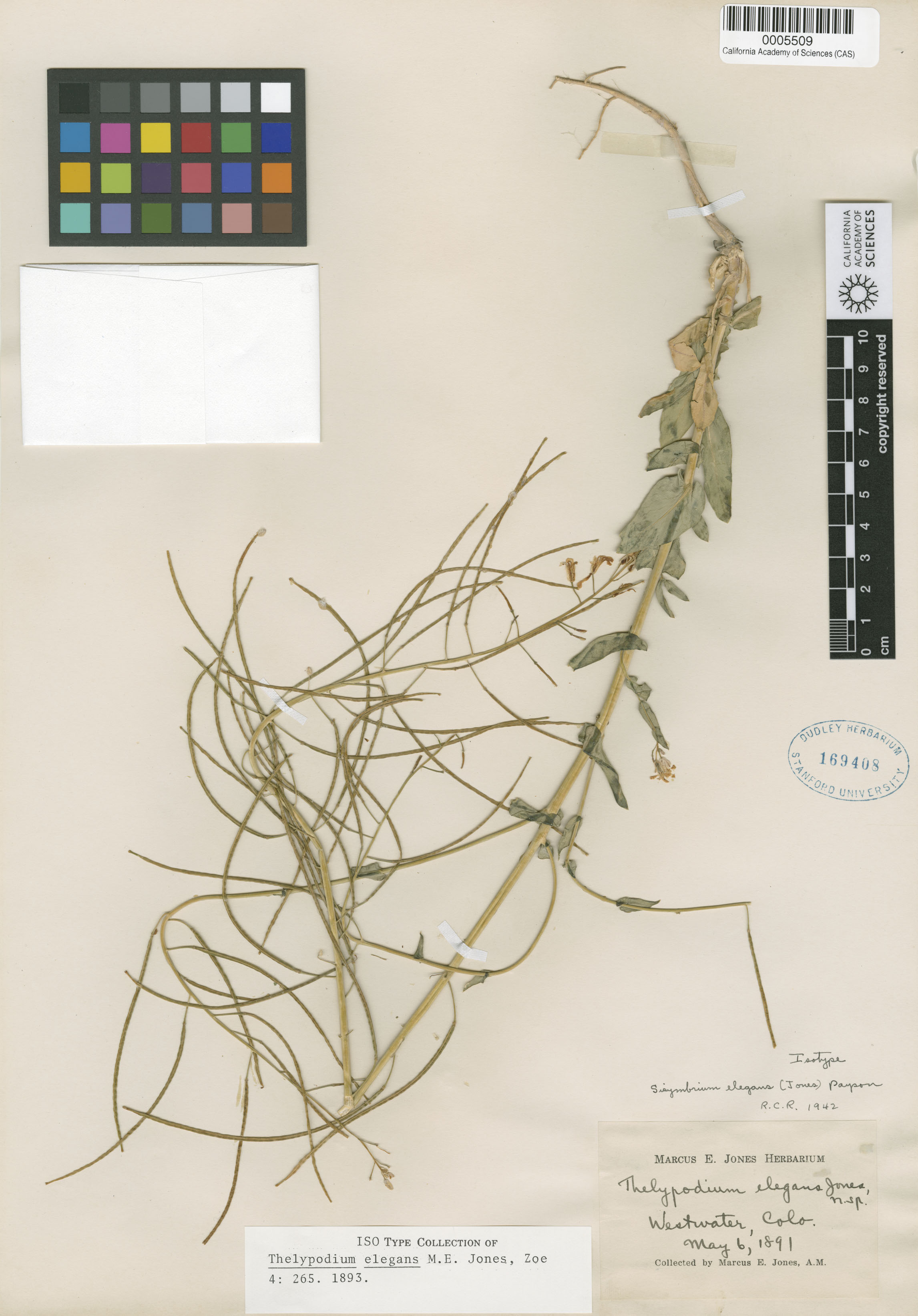 Thelypodiopsis elegans image