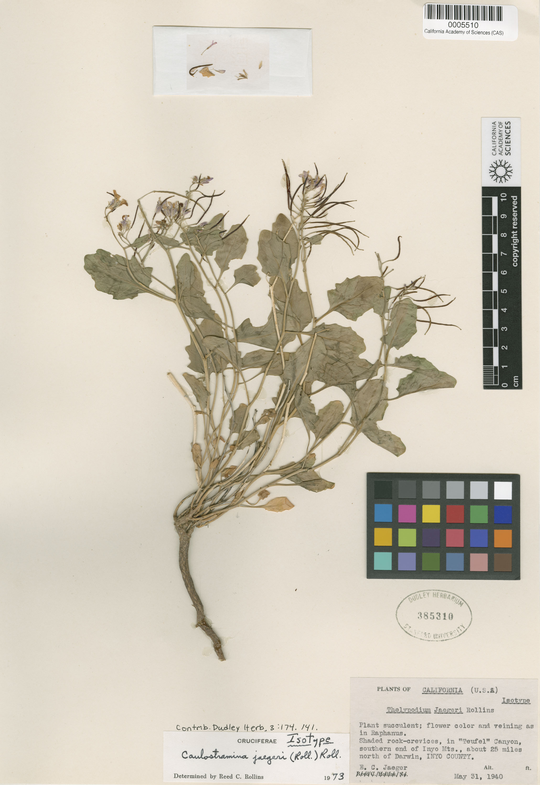 Hesperidanthus image