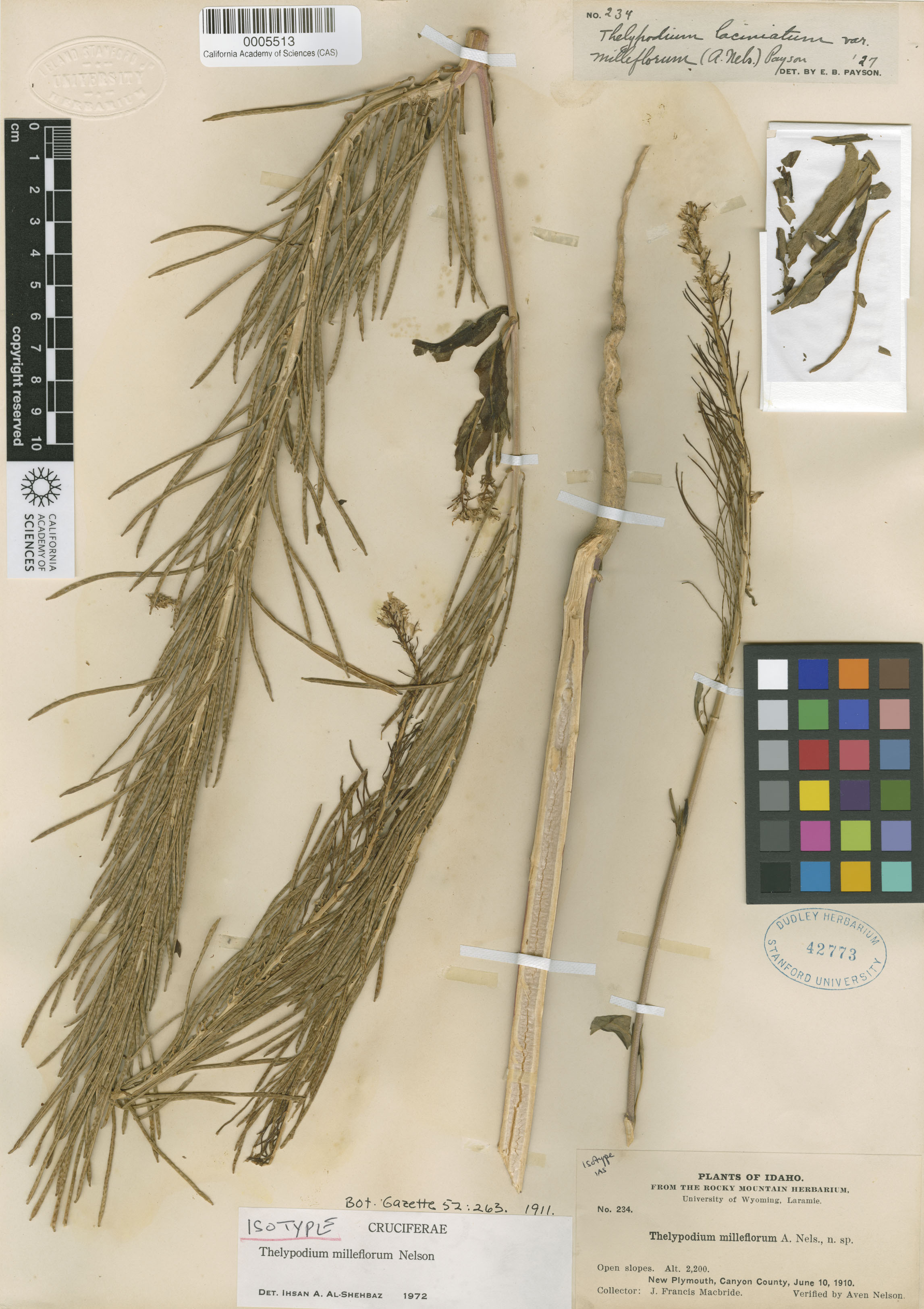 Thelypodium milleflorum image