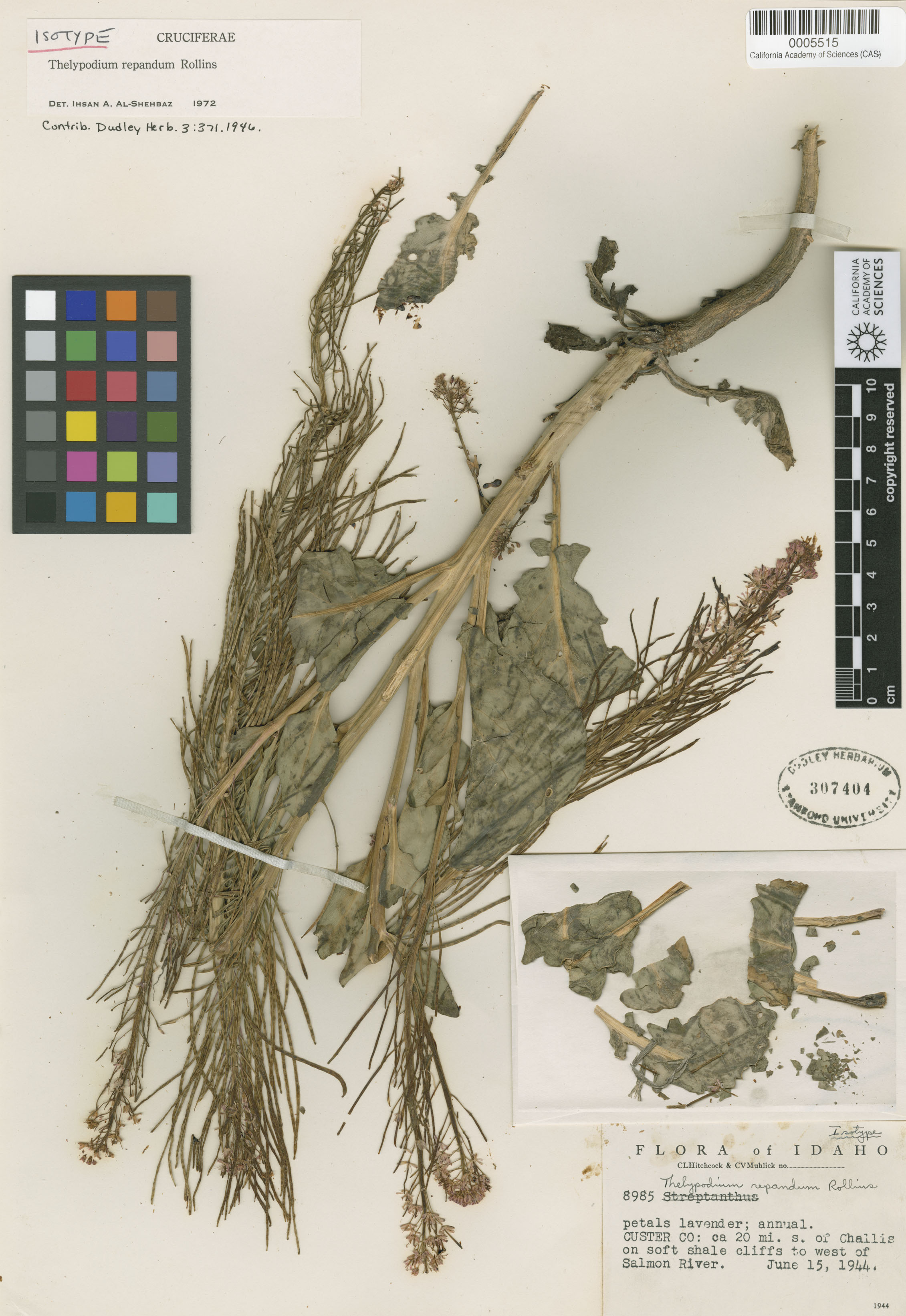 Thelypodium repandum image