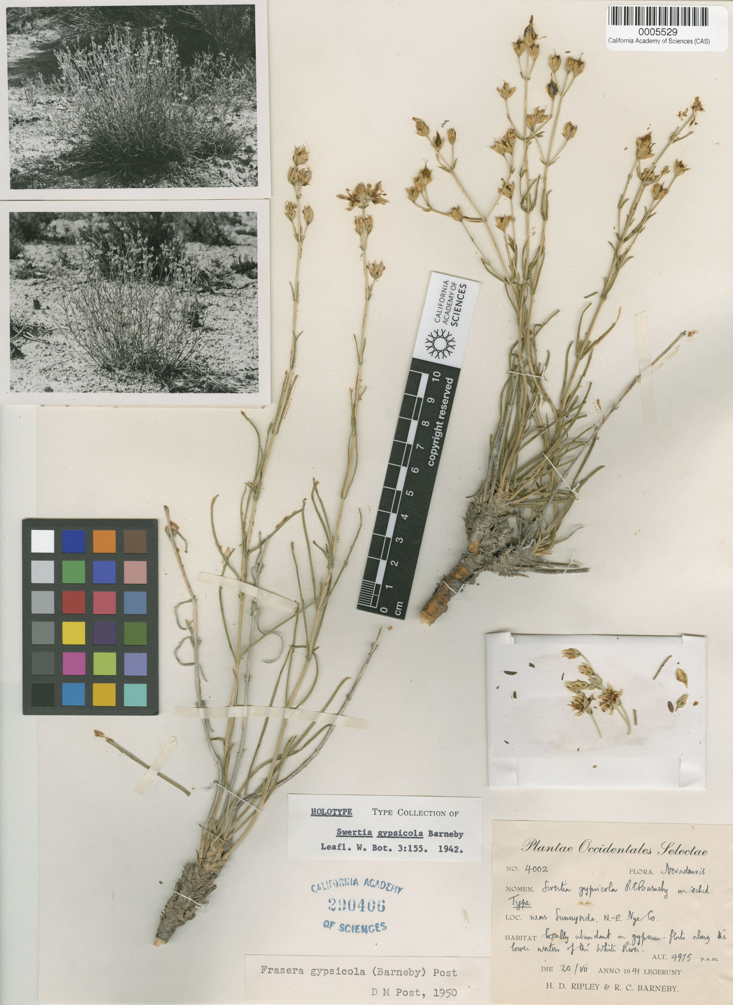 Frasera gypsicola image