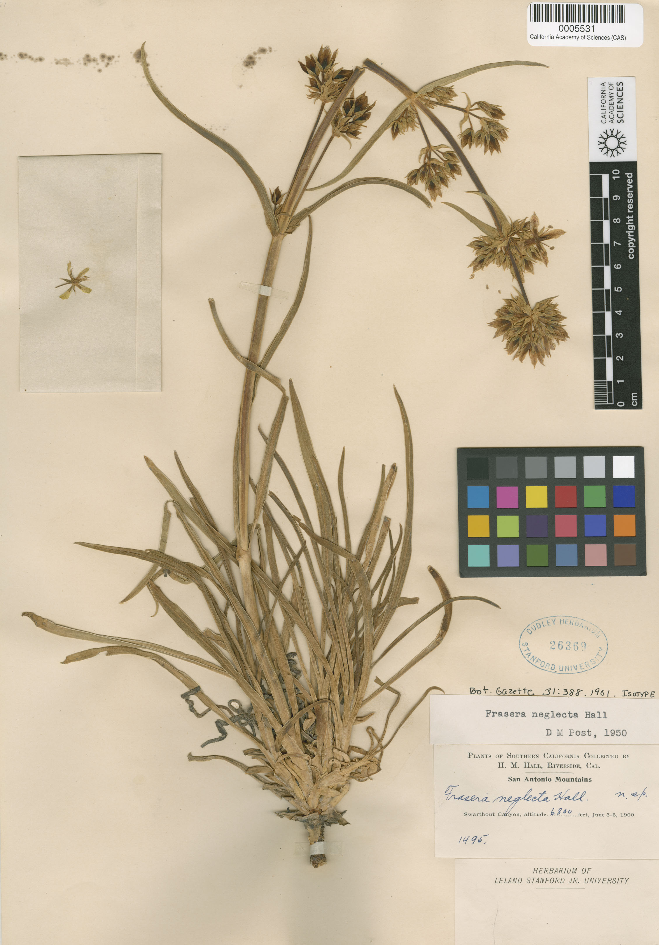 Frasera neglecta image