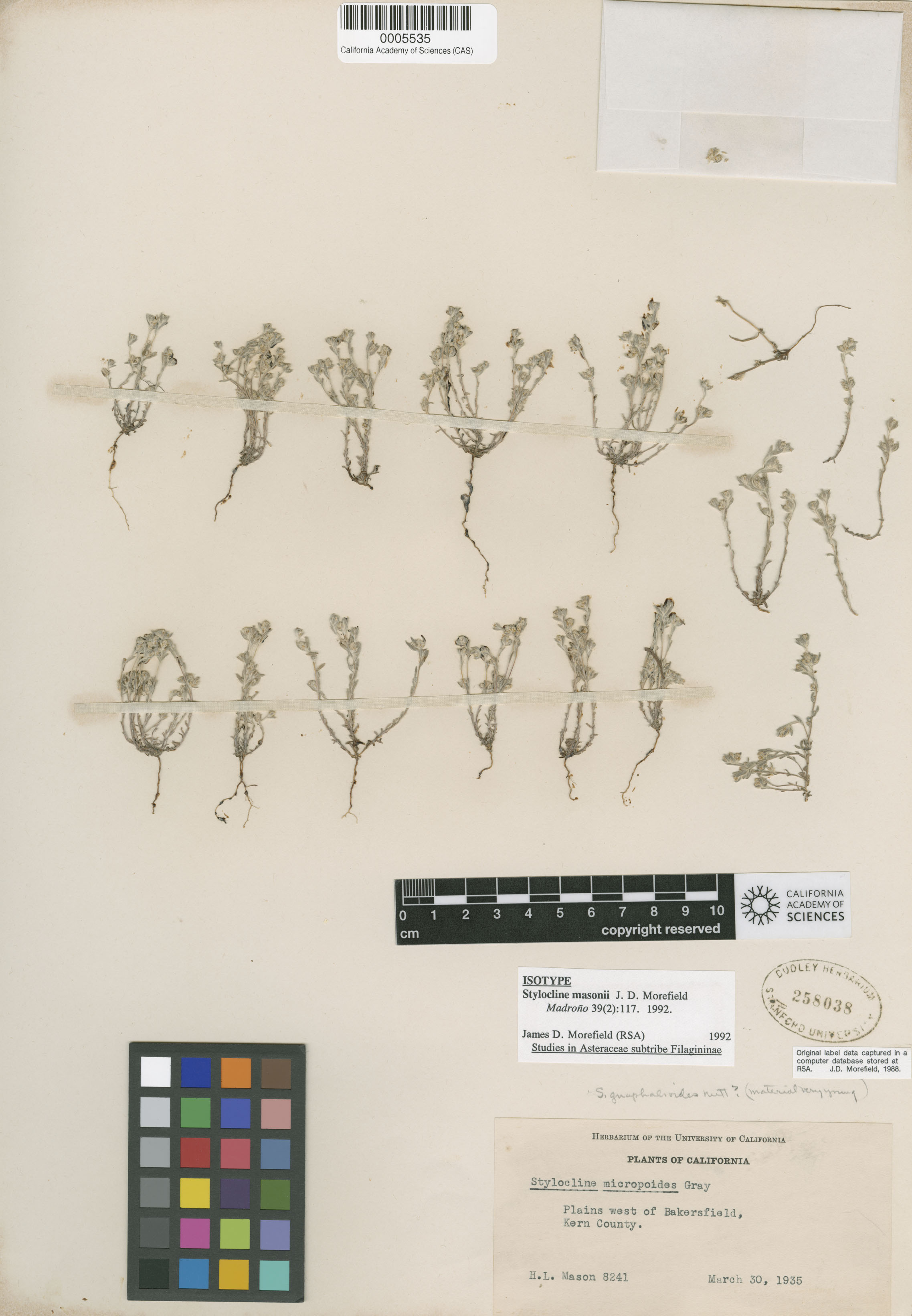 Stylocline masonii image