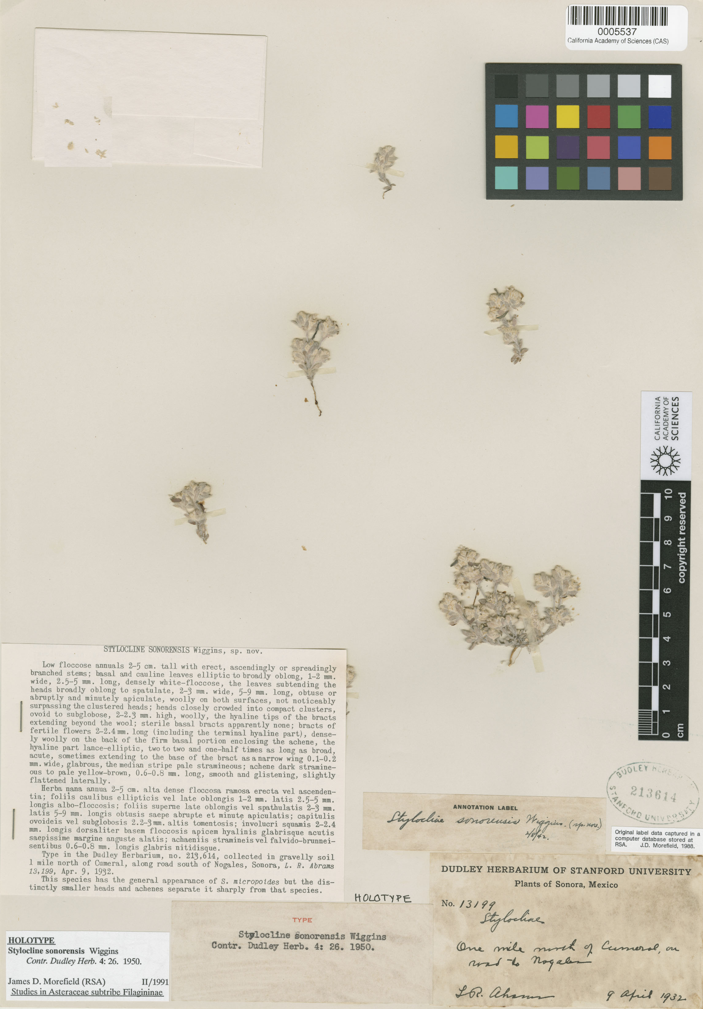 Stylocline sonorensis image