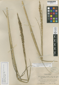 Image of Spartina foliosa