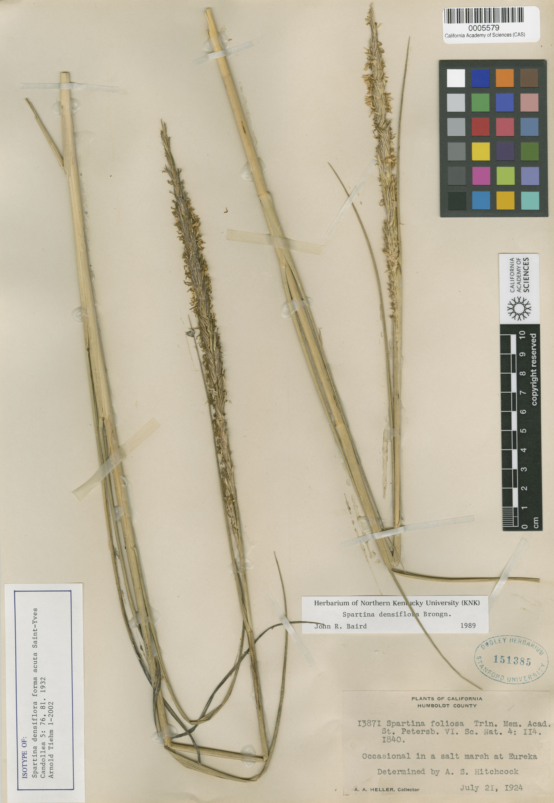 Spartina foliosa image