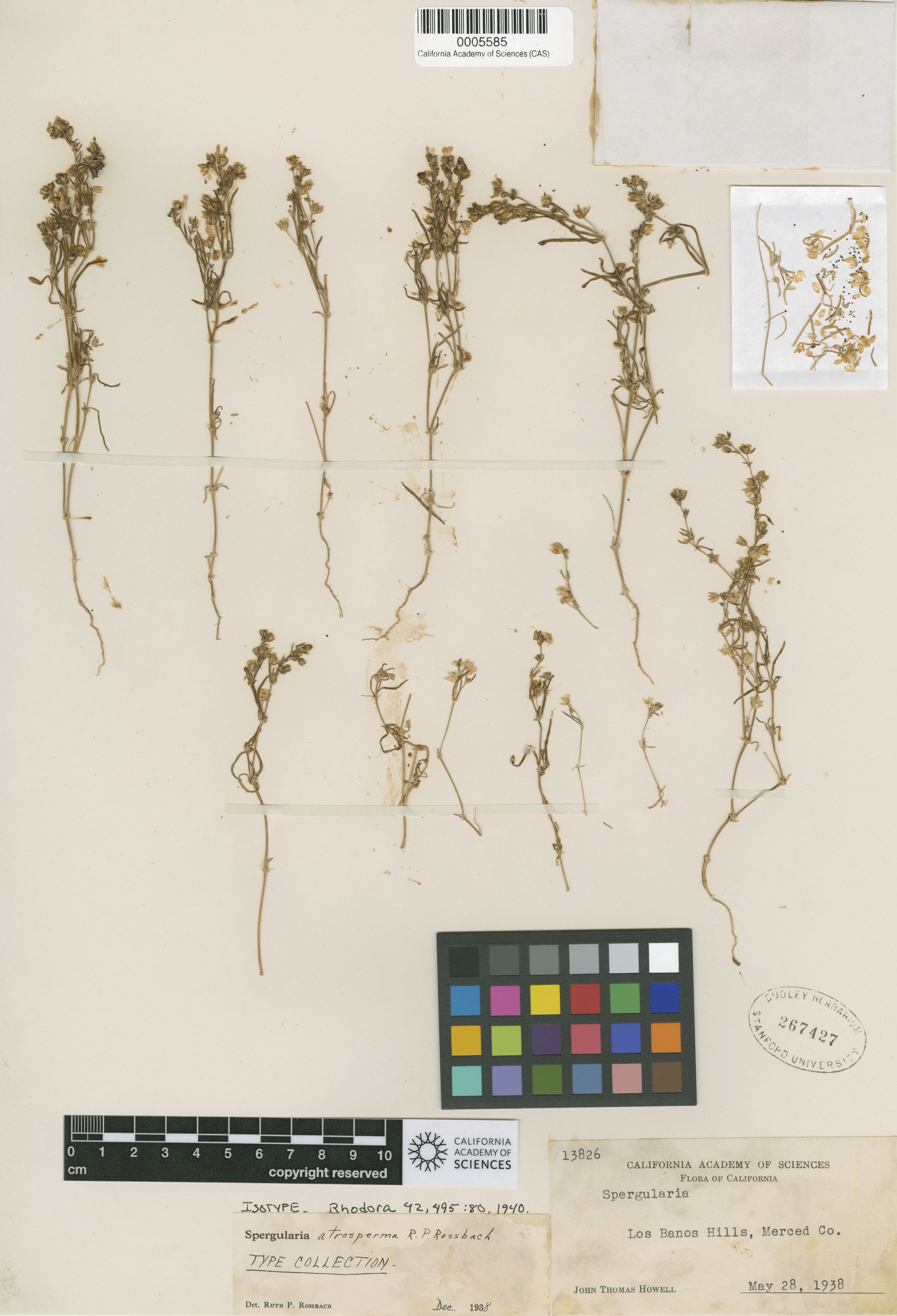 Spergularia atrosperma image