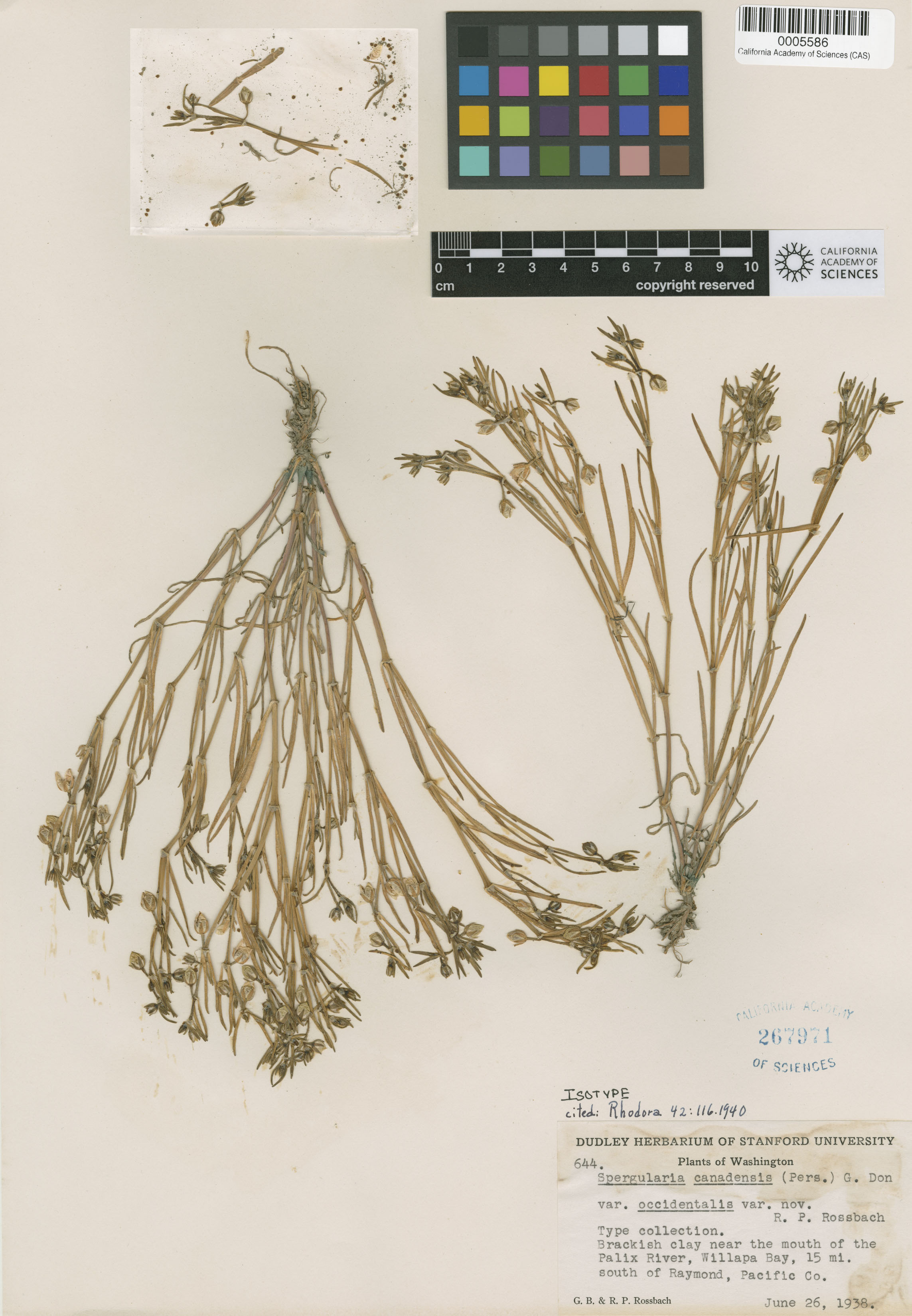 Caryophyllaceae image