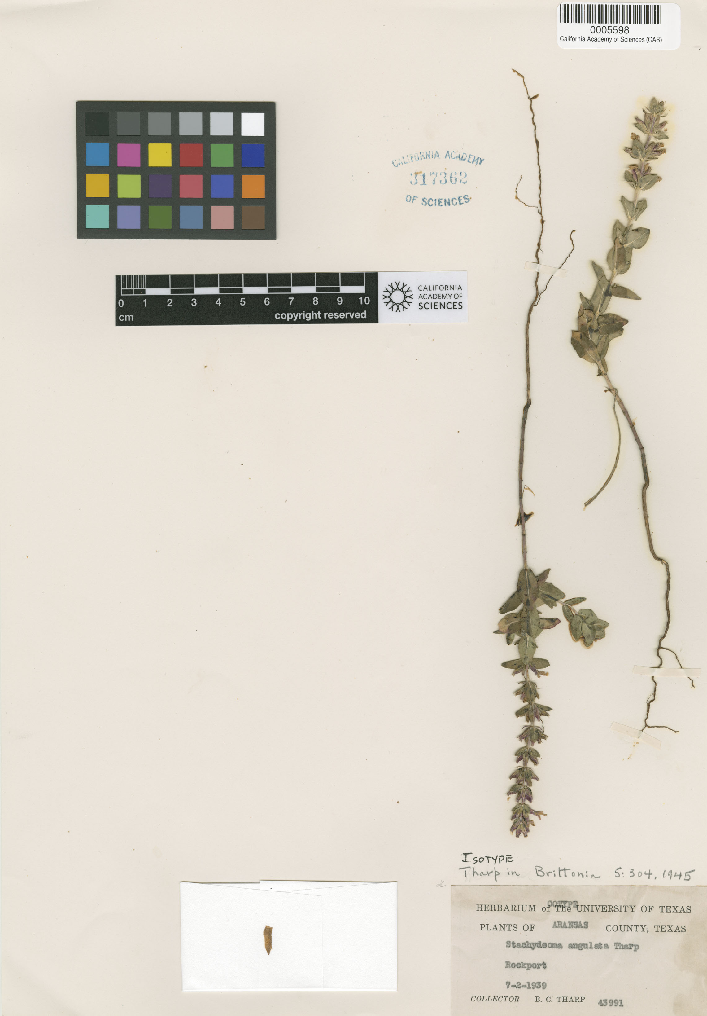 Rhododon ciliatus image